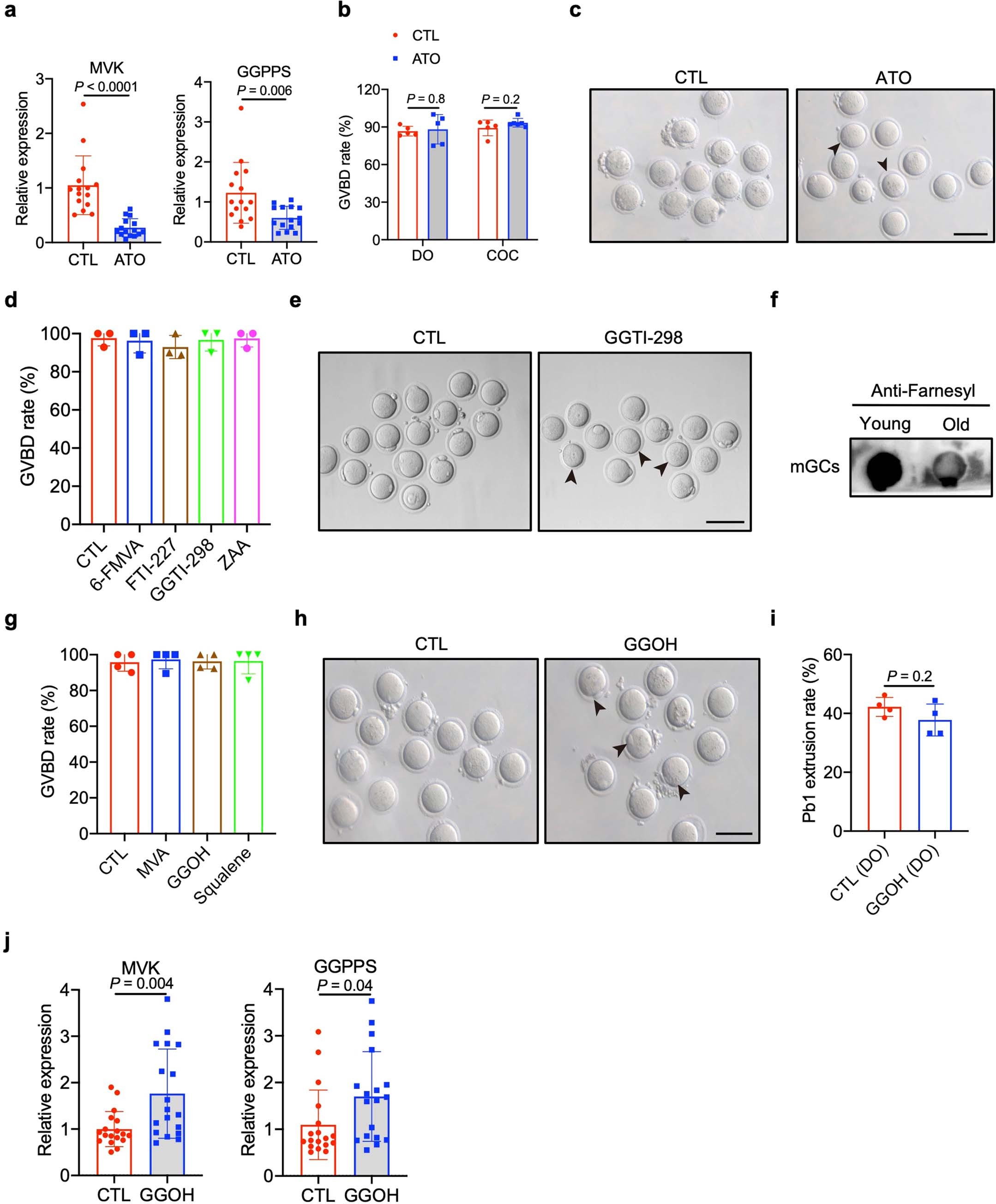 Extended Data Fig. 8: Mevalonate pathway is important for oocyte meiosis process.
