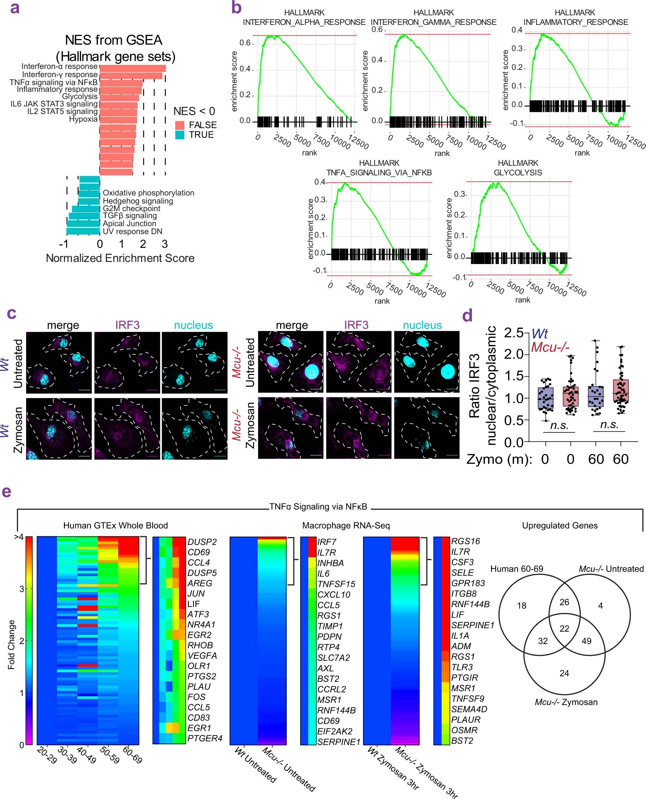 Extended Data Fig. 9: RNA-seq analysis of Mcu−/− macrophages and analysis of IRF3 translocation.