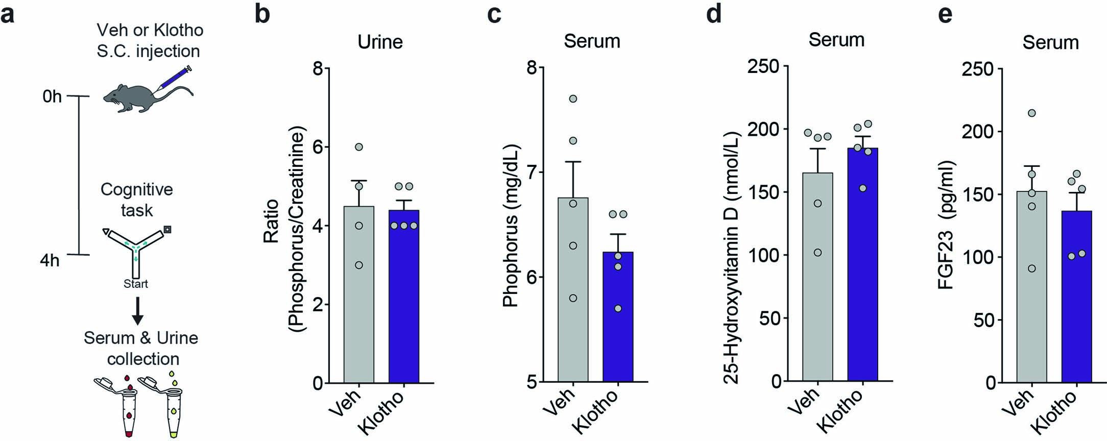 Extended Data Fig. 2: Acute klotho treatment does not alter the FGF23-klotho endocrine system, renal phosphate, or vitamin D (linked to Fig. 1f,g).