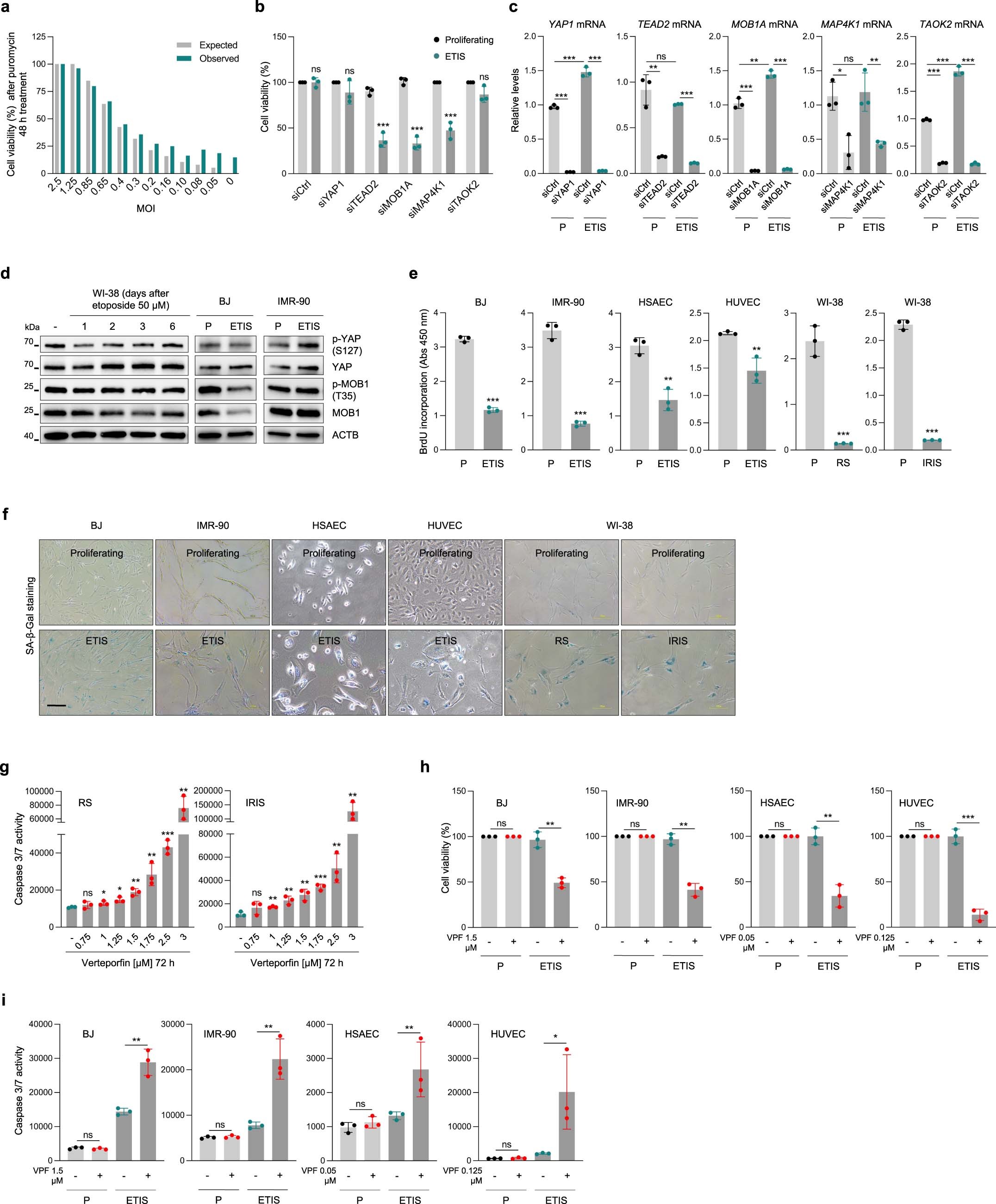 Extended Data Fig. 1: CRISPR screen optimization, validation, and YAP-TEAD inhibition in other senescence models.
