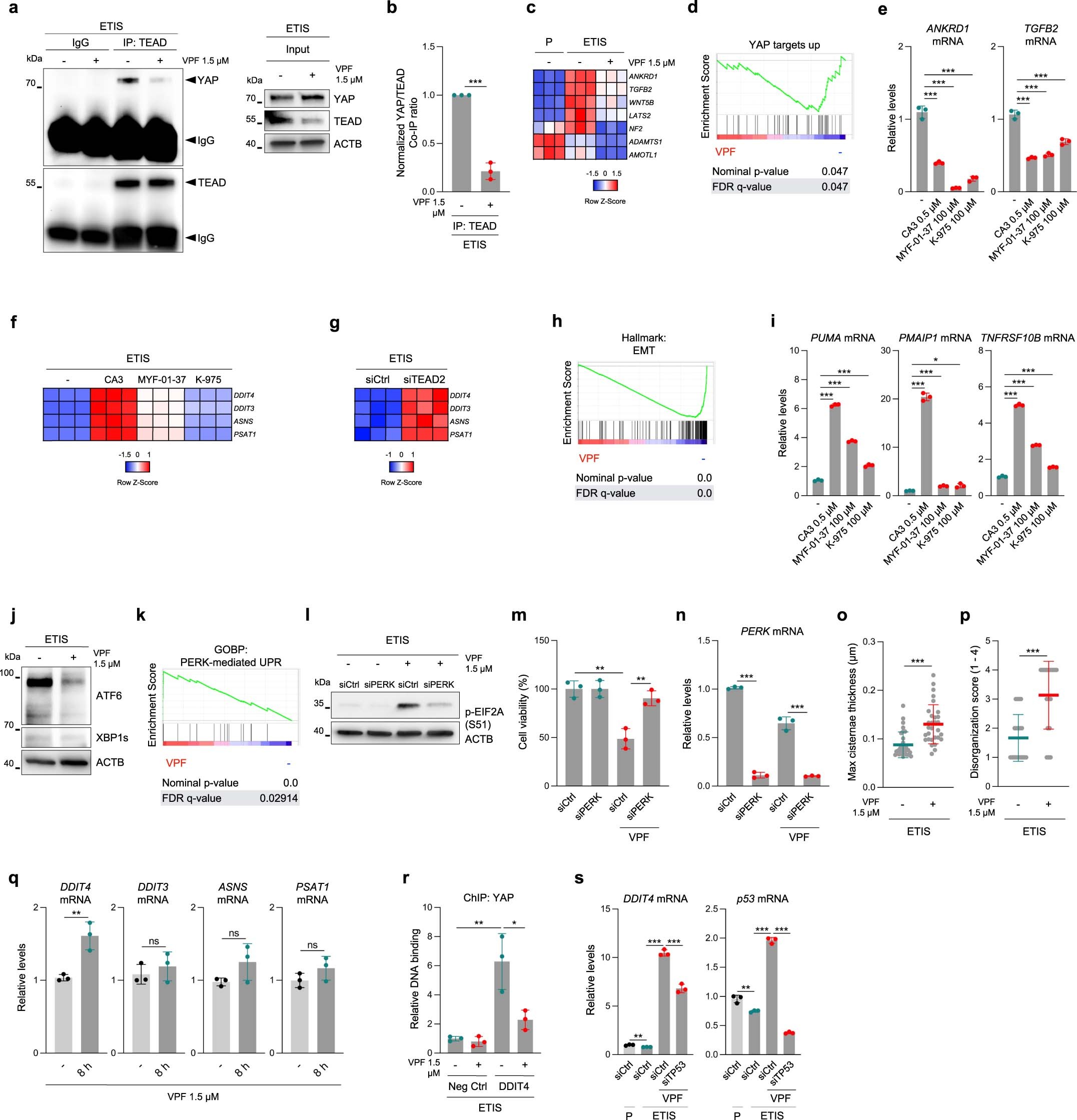Extended Data Fig. 2: Extended analysis of YAP-TEAD inhibition.