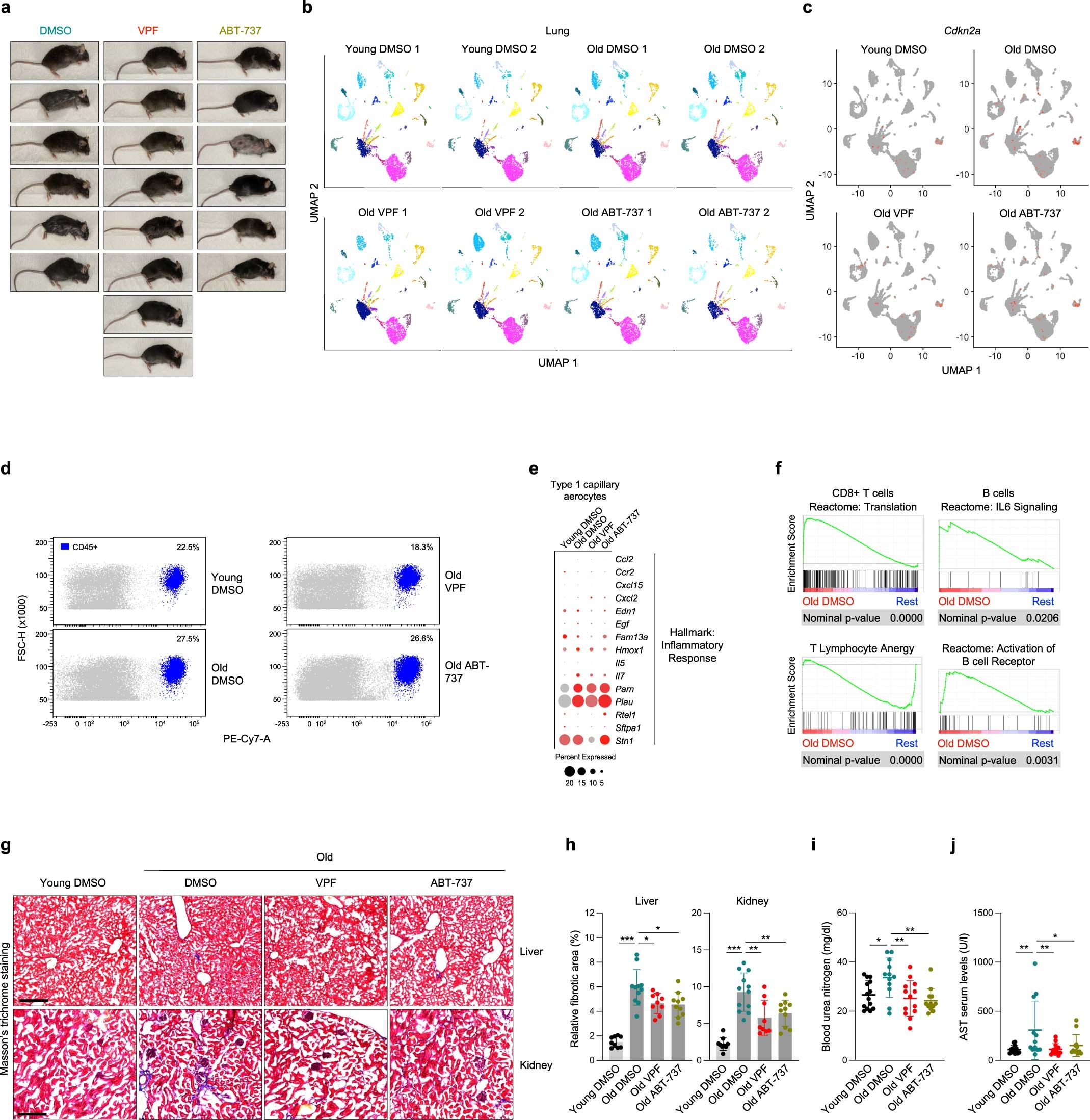 Extended Data Fig. 5: Physiological benefits of senolytic ABT-737 and VPF treatments in naturally aged mice.
