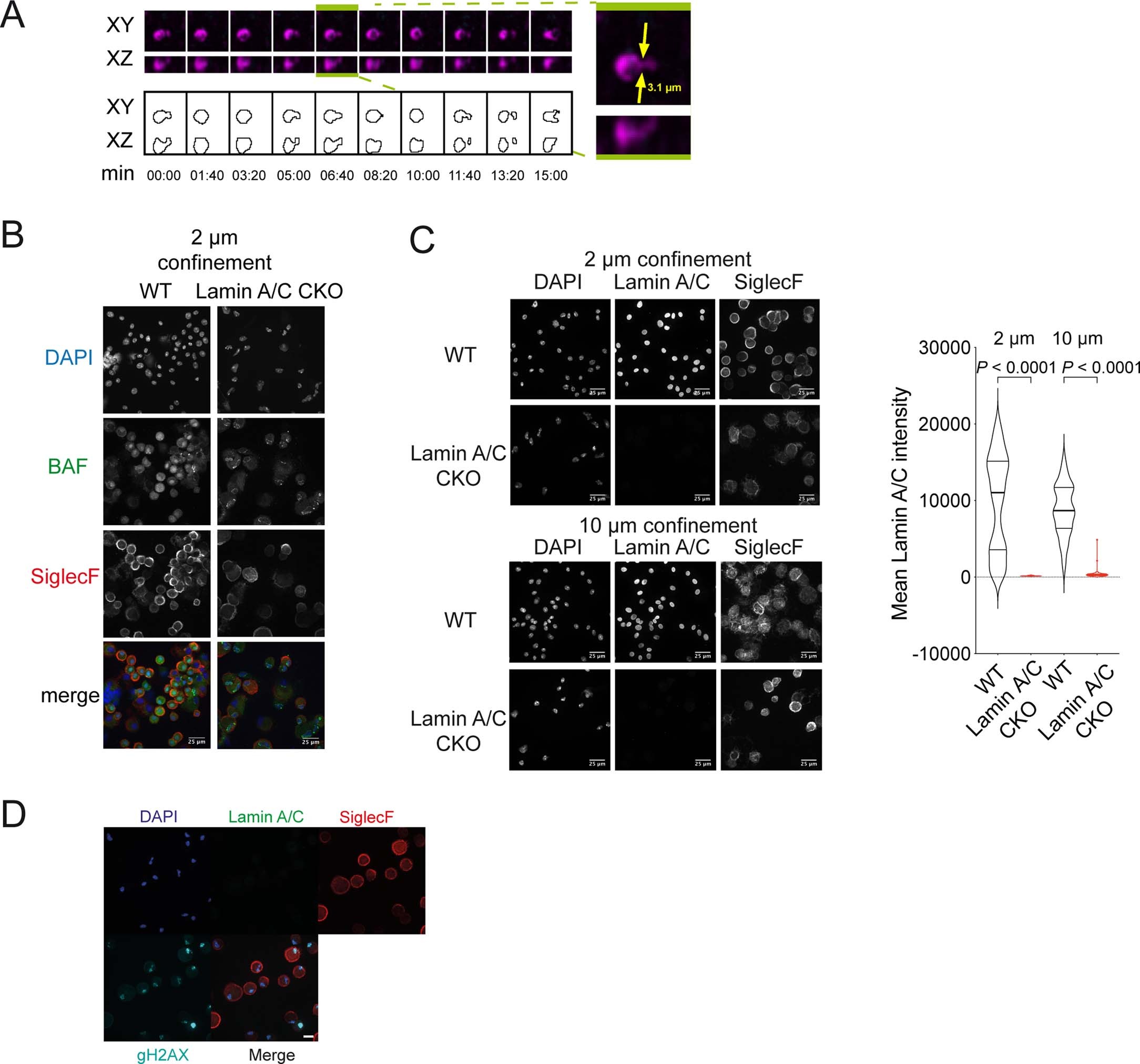 Extended Data Fig. 5: Live imaging of alveolar macrophages in lungs.