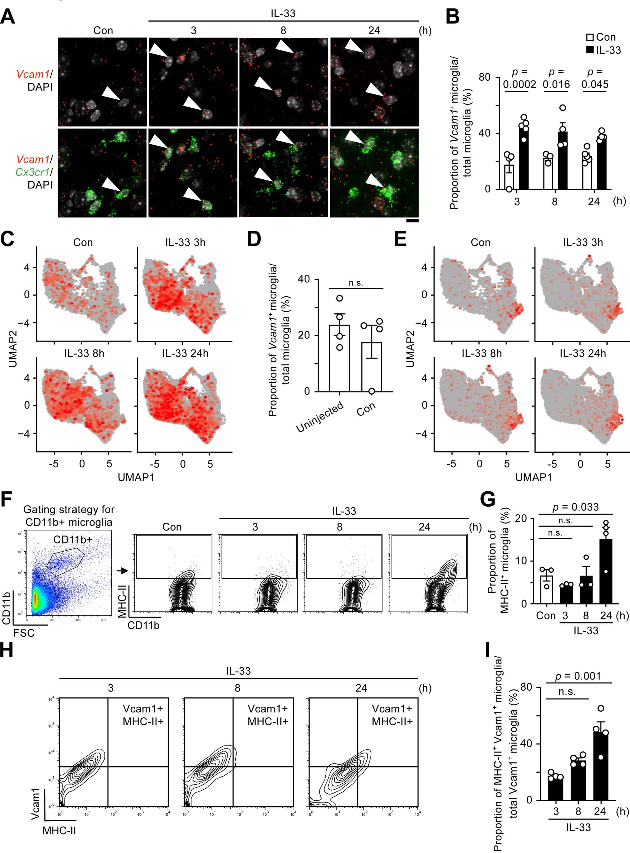 Extended Data Fig. 1: Chemotactic microglia migrate toward amyloid-beta plaques after interleukin-33 treatment.