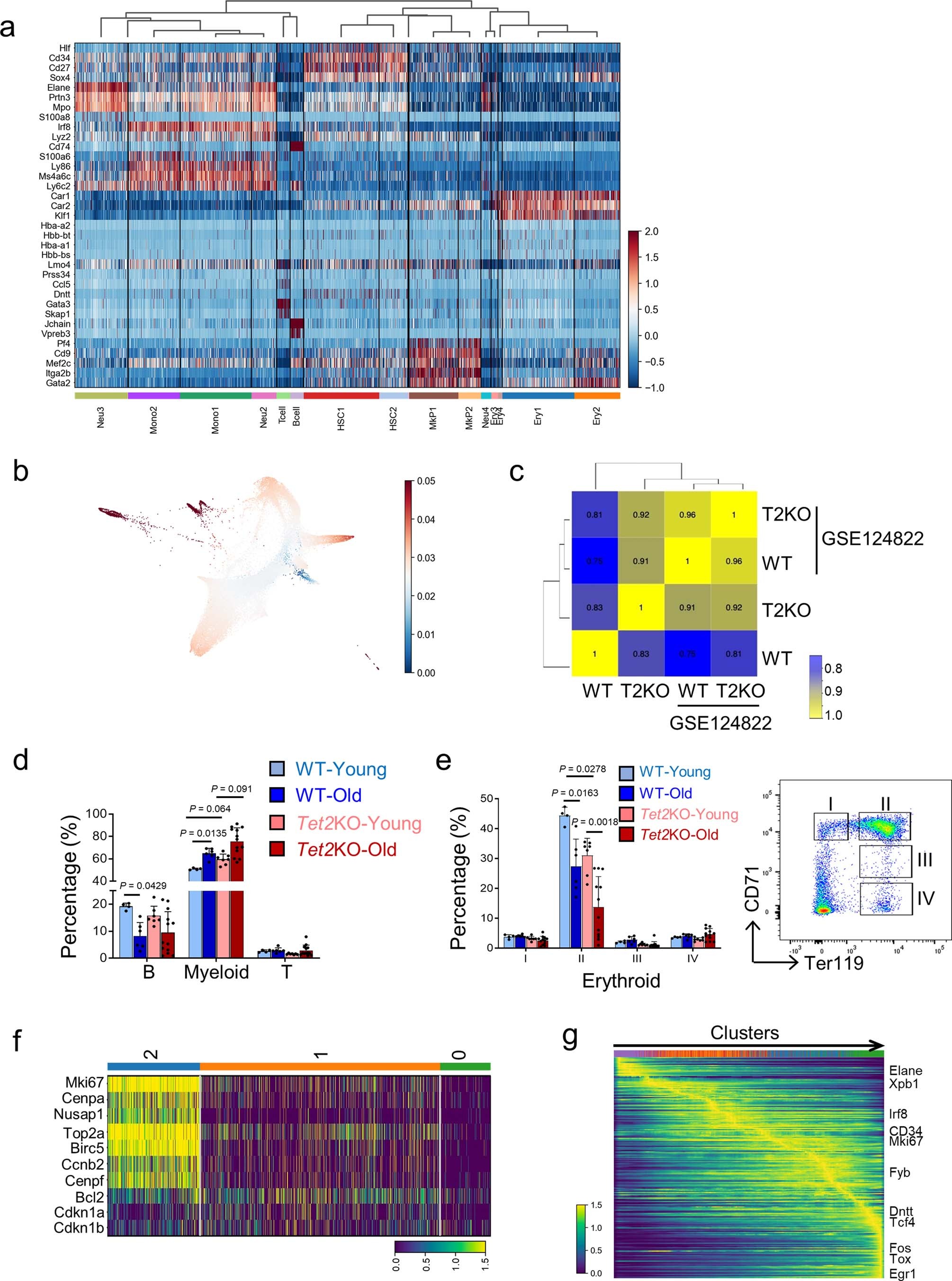 Extended Data Fig. 2: Distinct transcriptional changes during WT and Tet2KO HSPCs aging (Related to Fig. 2).