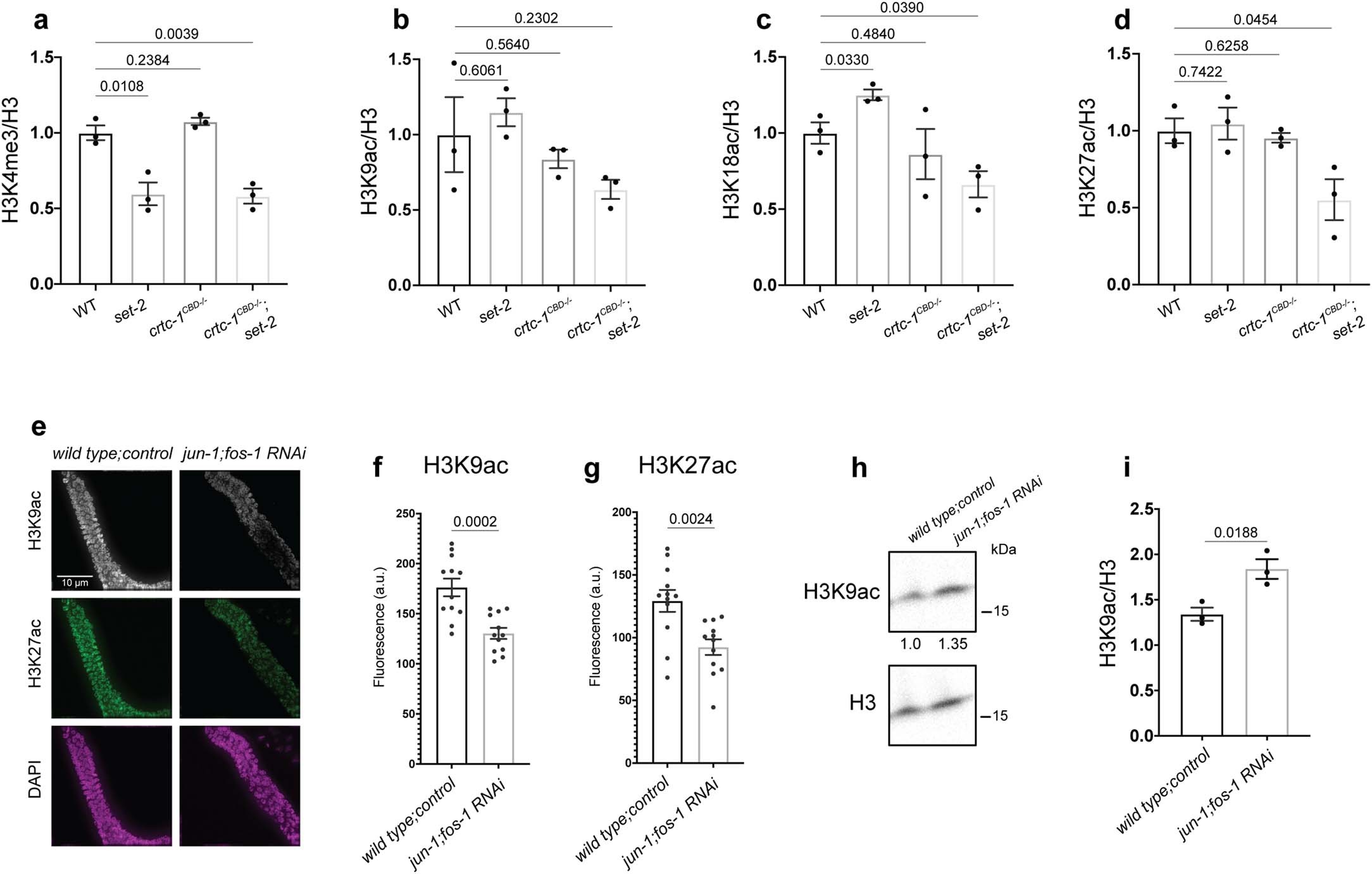 Extended Data Fig. 4: The AP-1 complex regulates levels of histone acetylation.