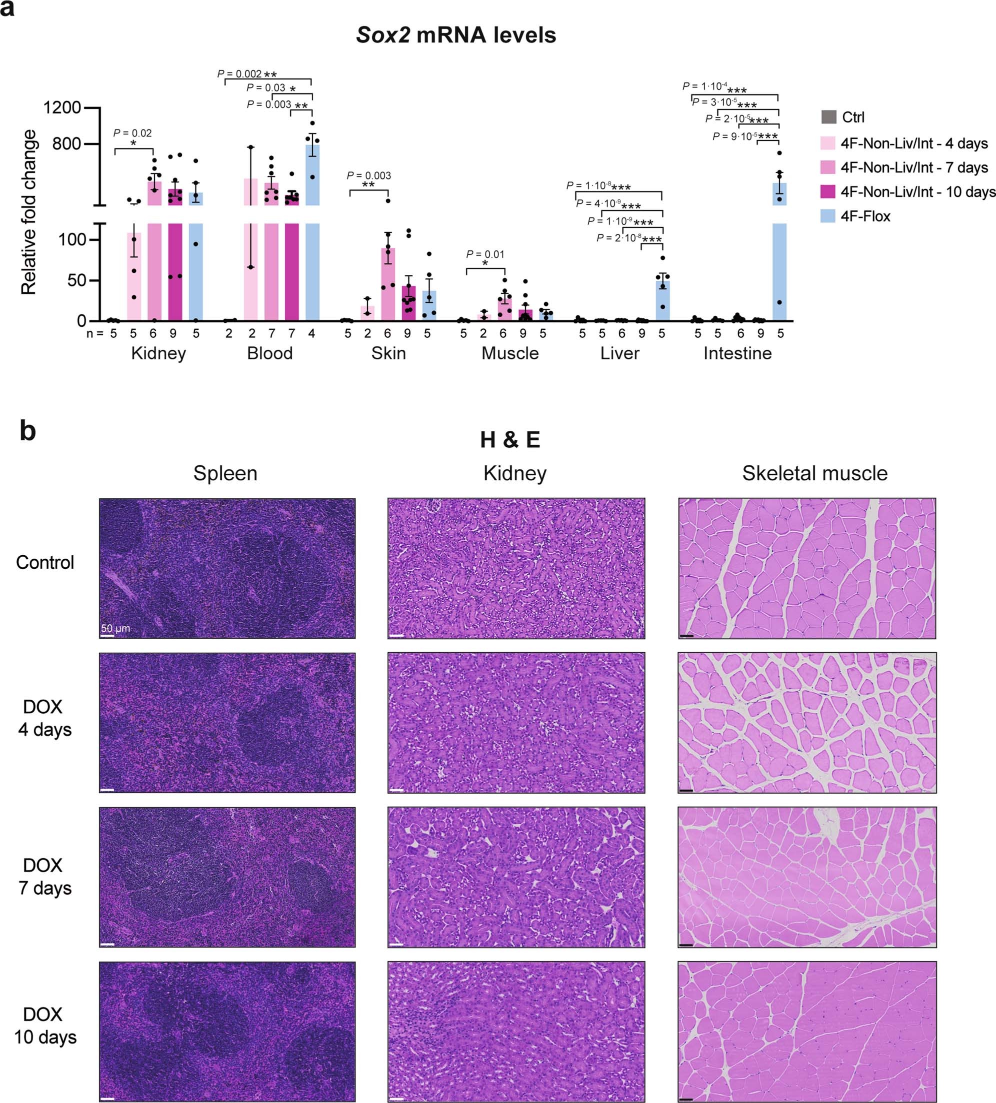 Extended Data Fig. 7: Expression and safety of induction of in vivo reprogramming in 4F-Non Liv/int mice.