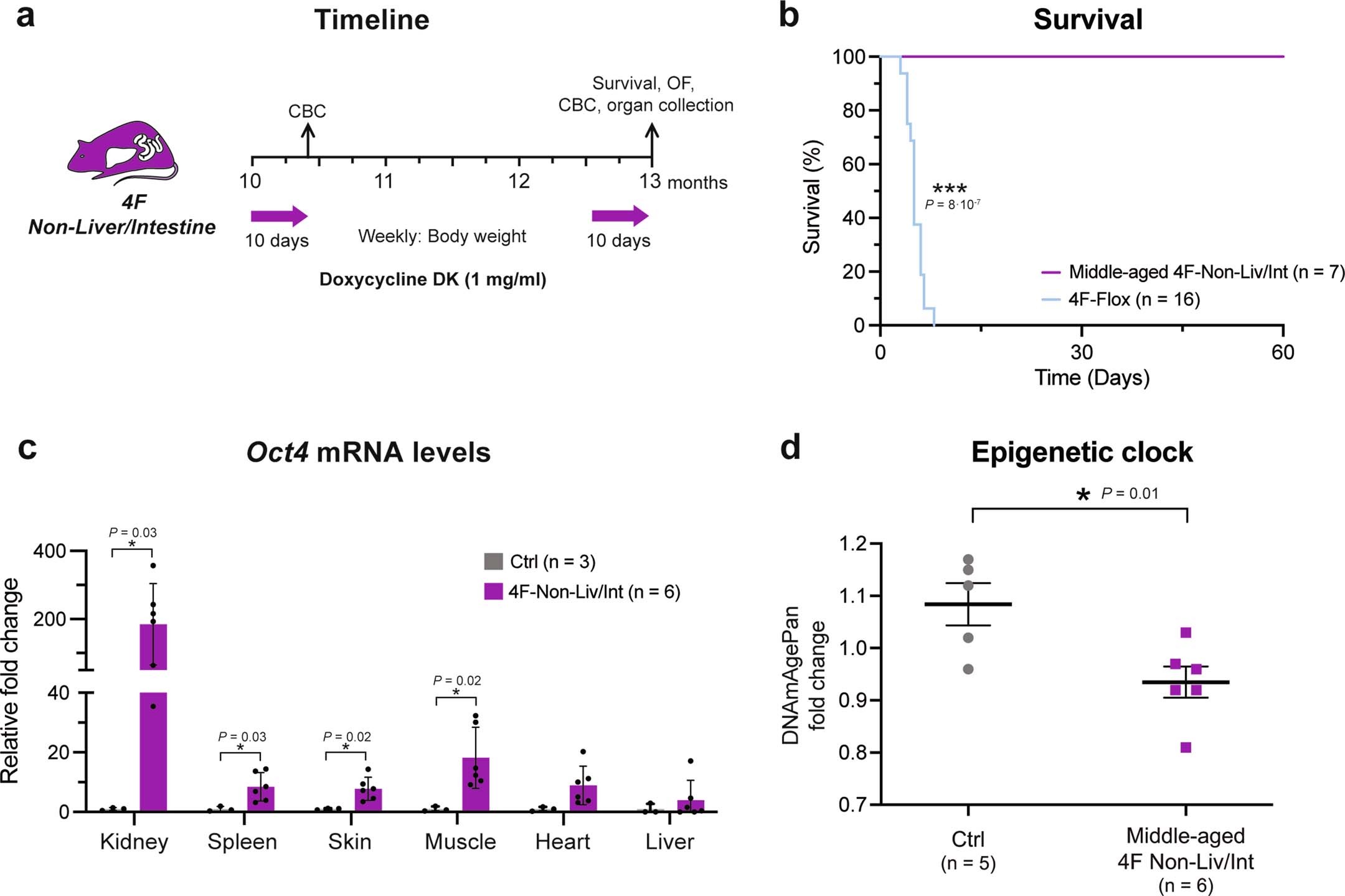 Extended Data Fig. 8: Rejuvenation in middle-aged 4F-Non Liv/Int mice upon in vivo reprogramming.