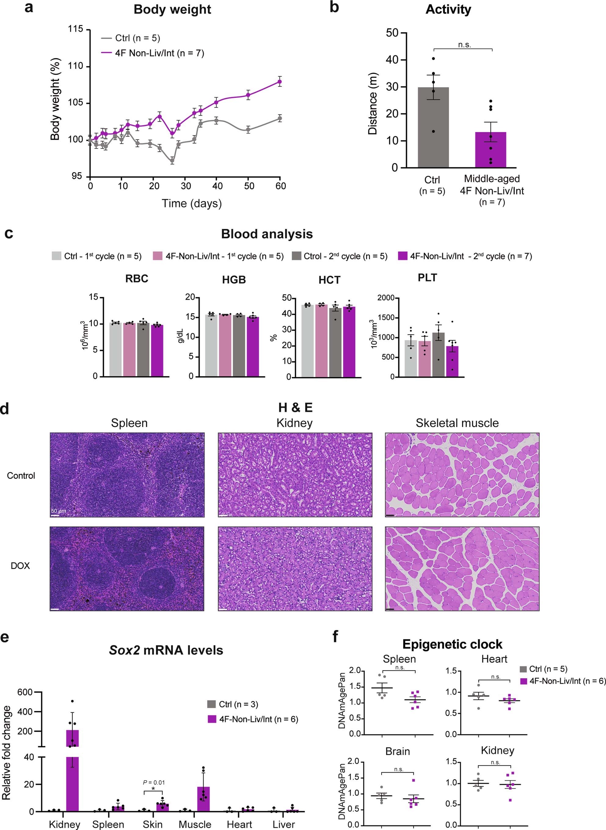 Extended Data Fig. 9: Safety reprogramming in middle-aged 4F-Non LIv/Int mice.