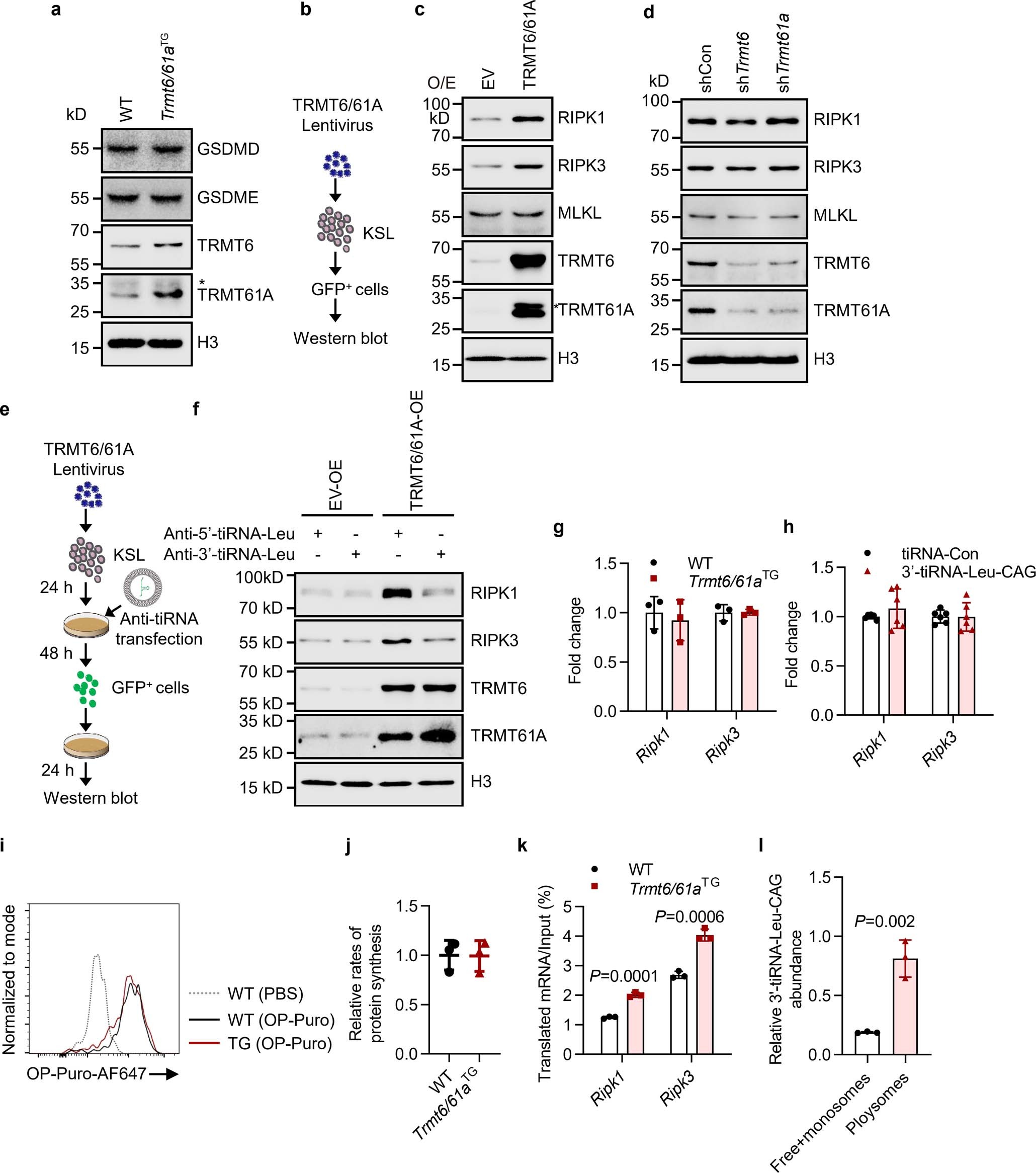 Extended Data Fig. 4: Necroptosis is the target of 3’-tiRNA-Leu-CAG to regulate HSC function.