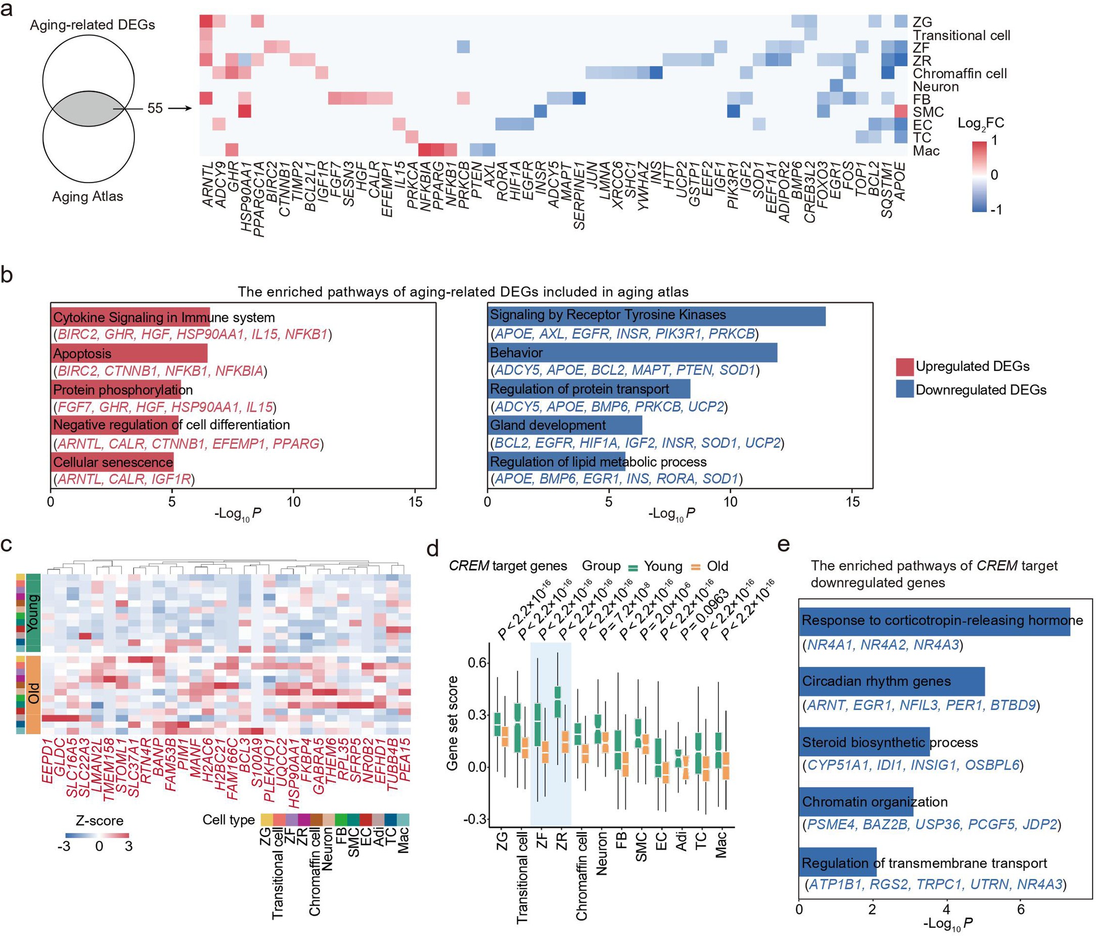Extended Data Fig. 4: Molecular signatures underpinning NHP adrenal gland aging.