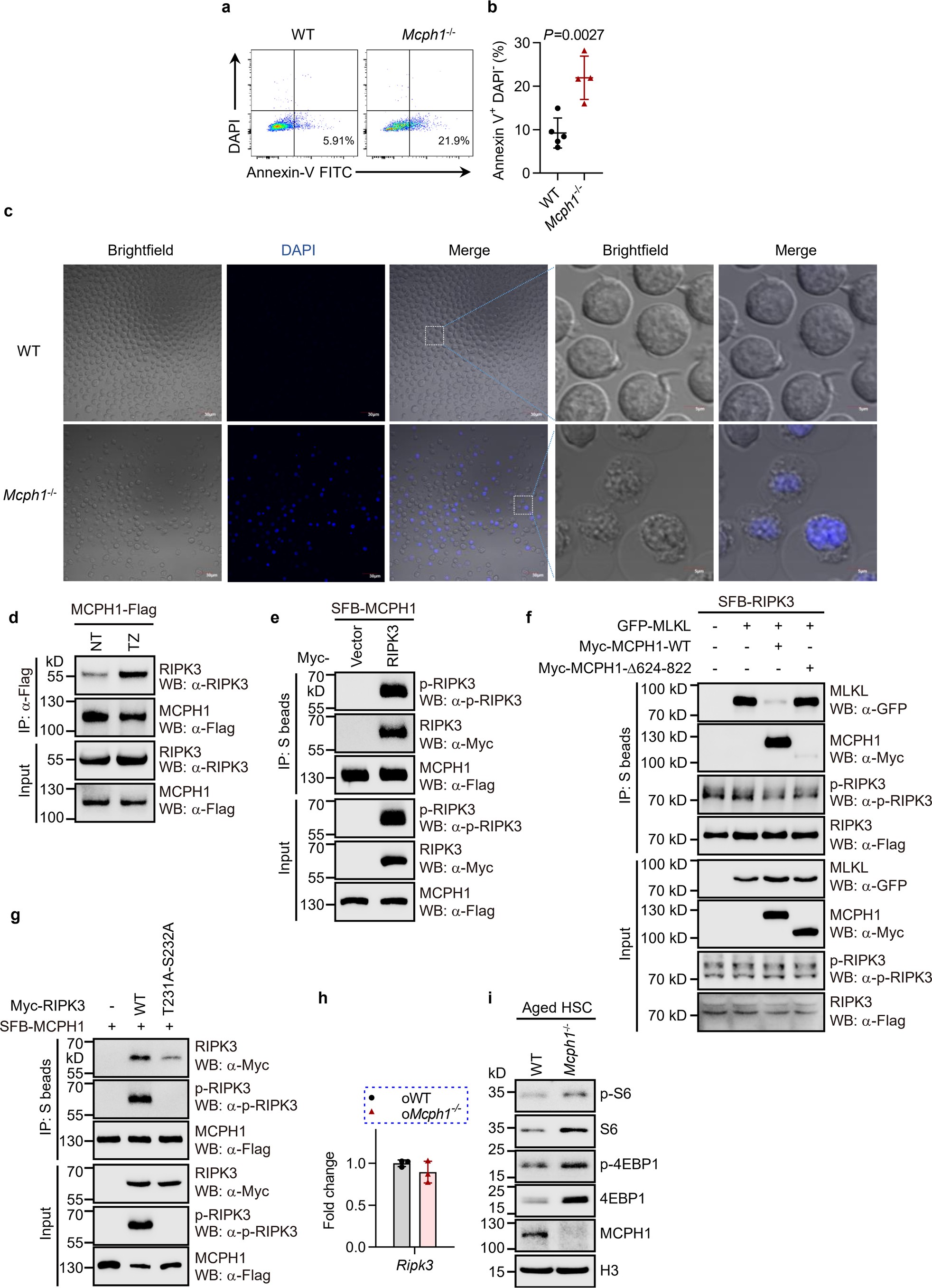 Extended Data Fig. 3: MCPH1 antagonizes necroptosis through interaction with RIPK3.