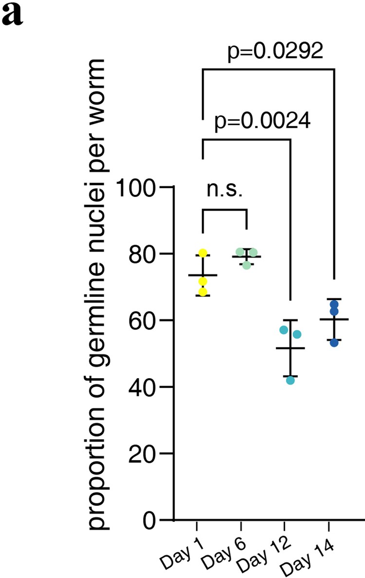 Extended Data Fig. 3: Age-related germ cell changes.
