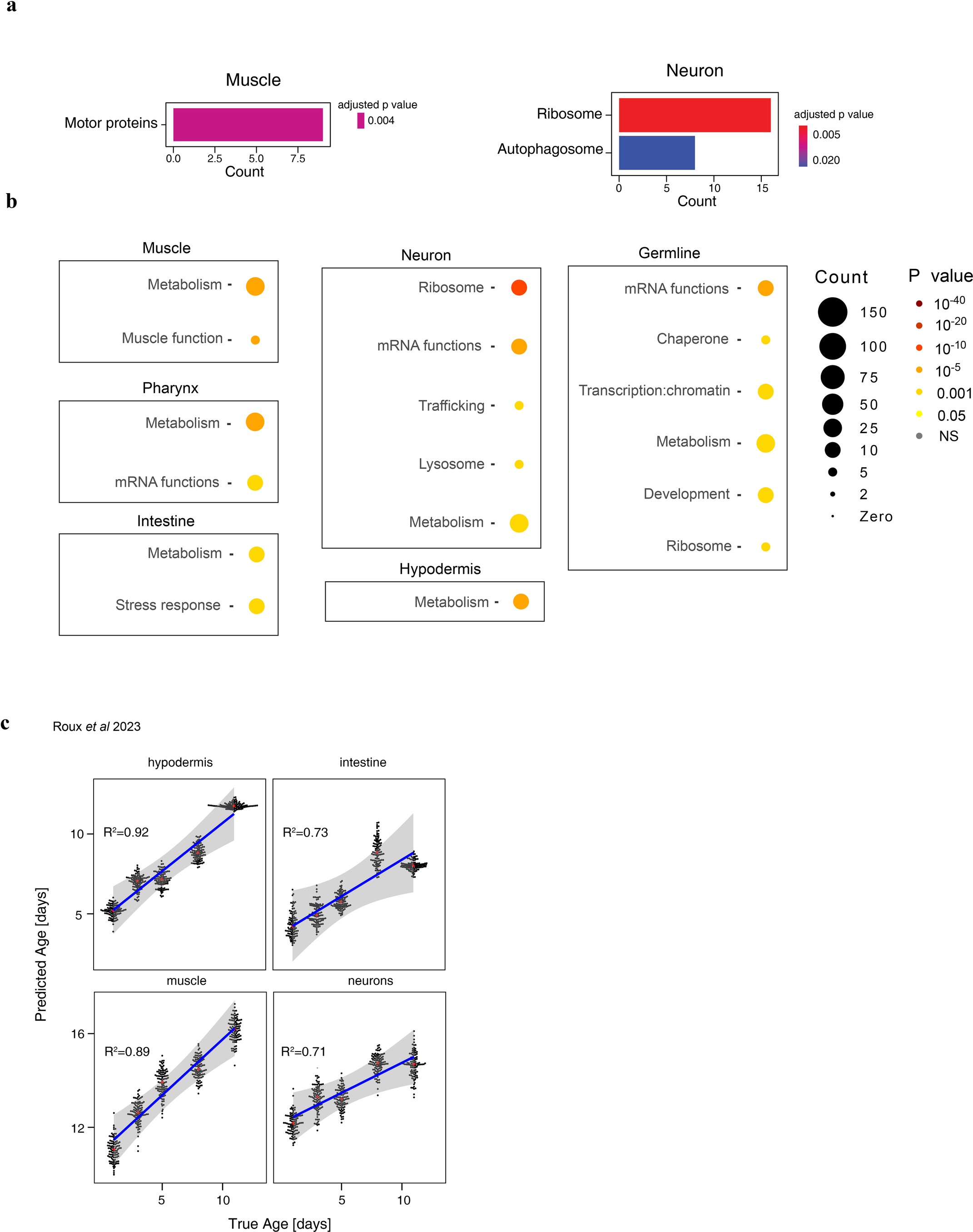 Extended Data Fig. 5: Functional enrichment and validation for tissue-specific age clocks.