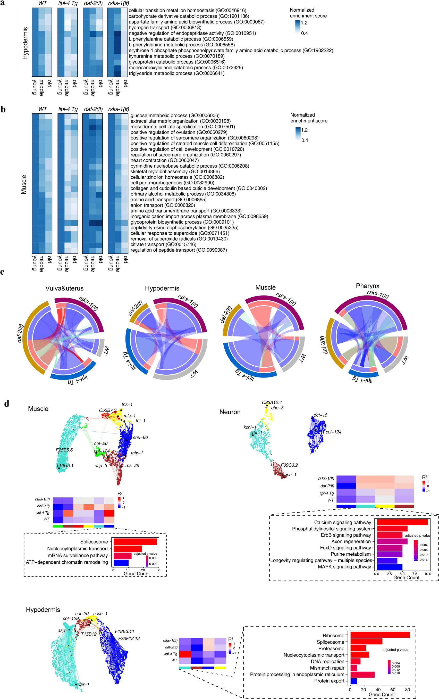 Extended Data Fig. 6: Age-related molecular regulations of tissue-specific aging by different pro-longevity mechanisms.