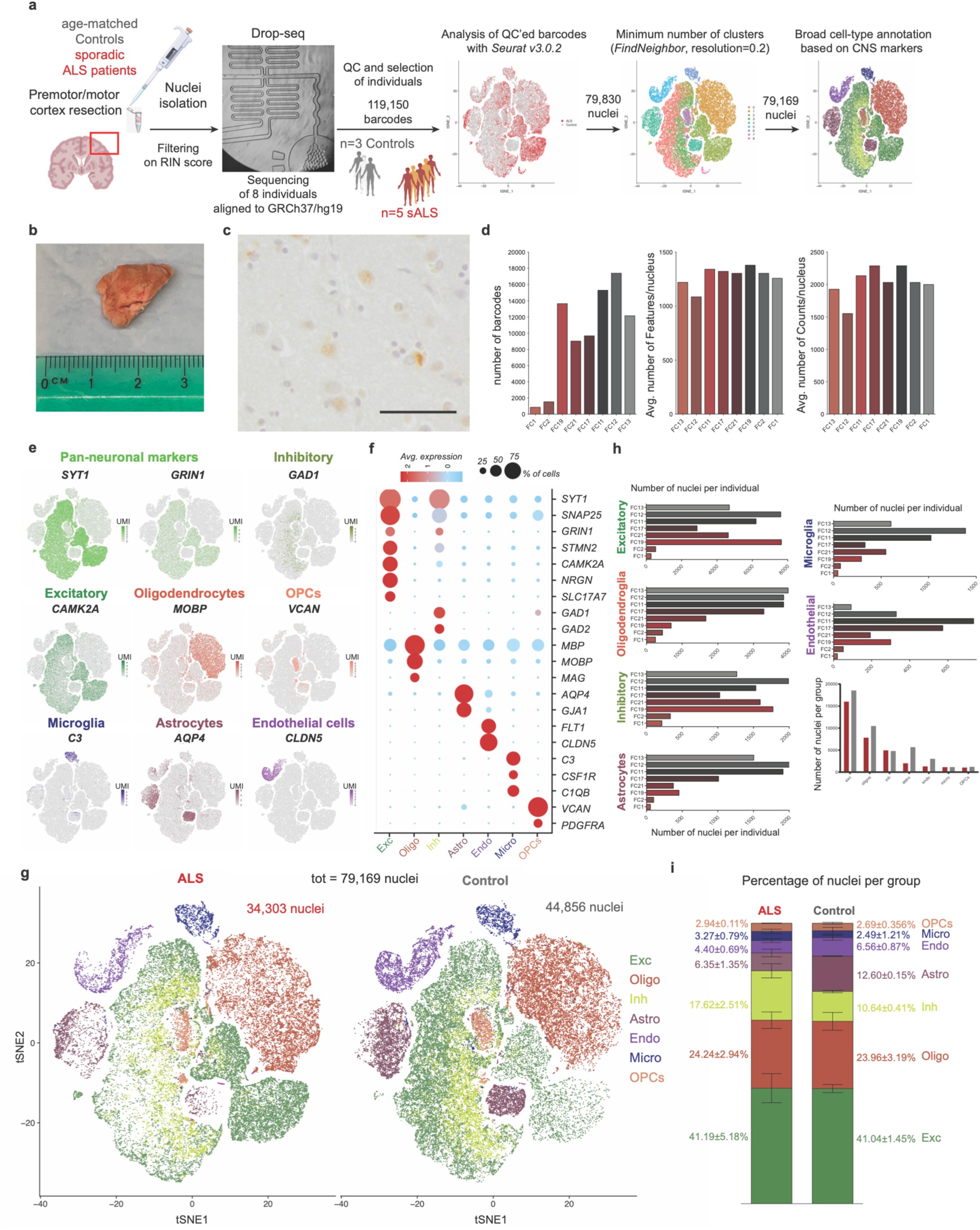 Extended Data Fig. 1: Technical parameters of snRNAseq and cell-type distribution across individuals.