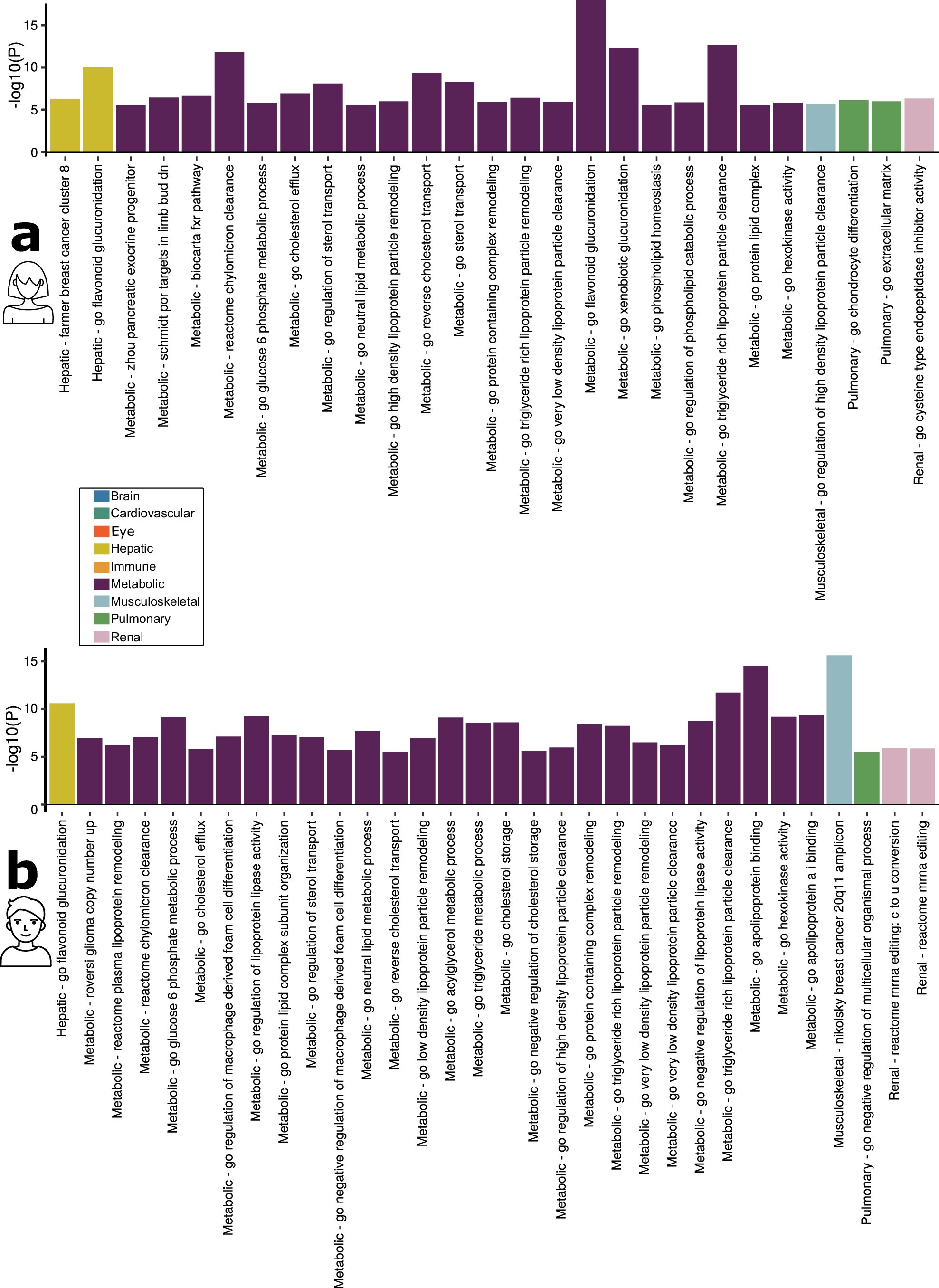 Extended Data Fig. 5: Gene-set enrichment analysis using sex-stratified GWAS results.