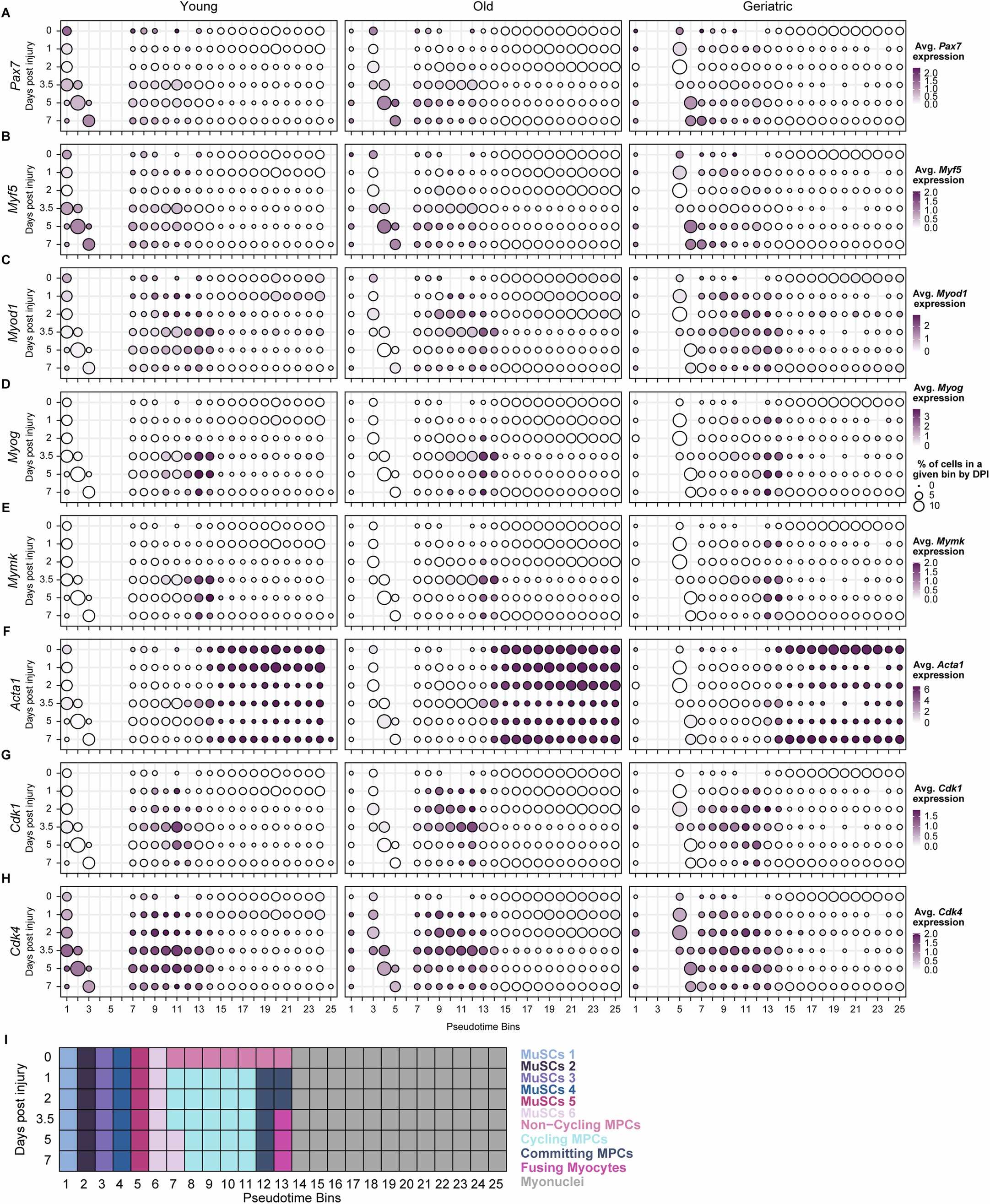 Extended Data Fig. 9: Myogenic subset pseudotime analysis.