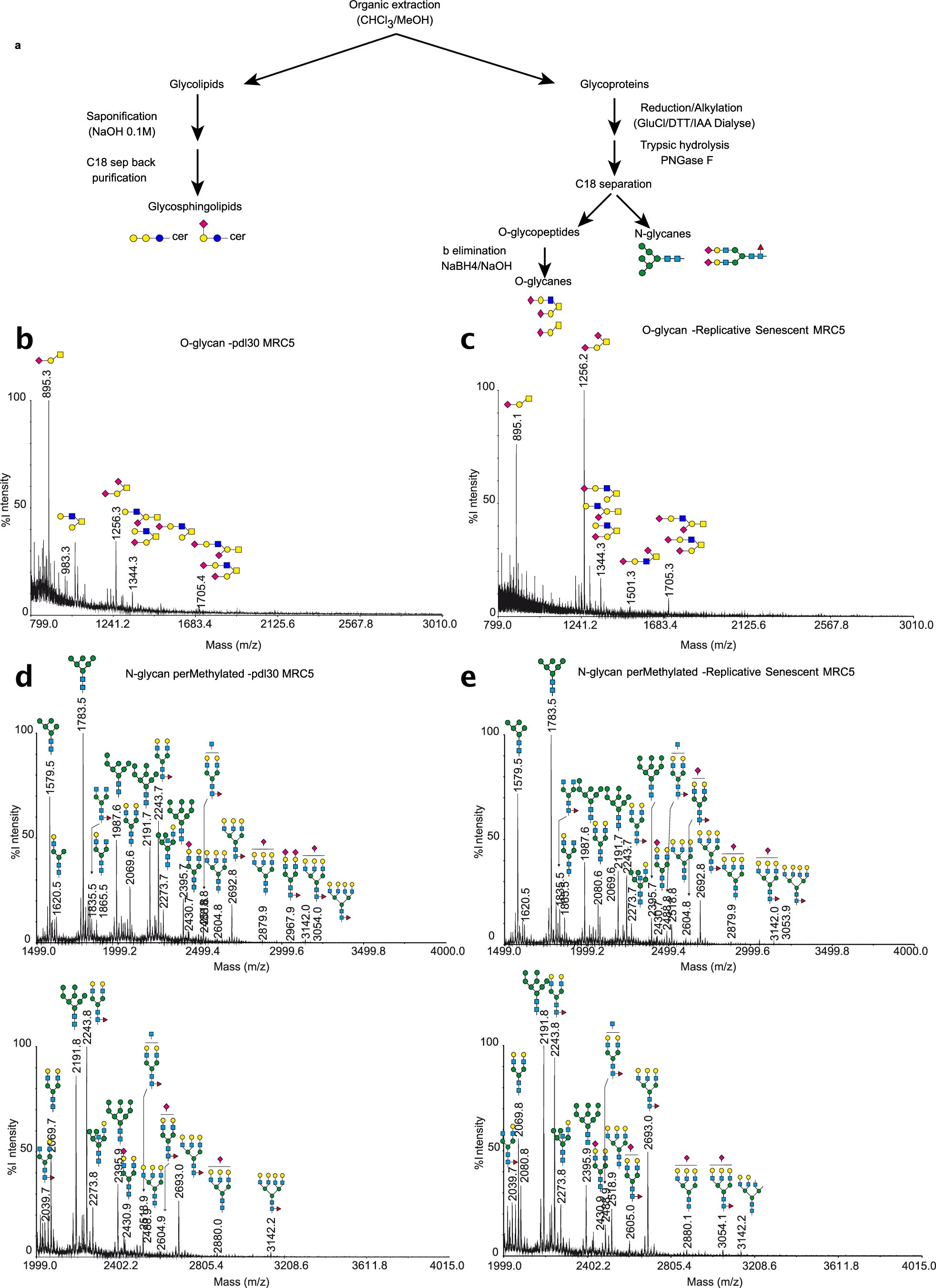 Extended Data Fig. 3: Mass spectrometry analysis of human replicative senescent cells for O-glycans and N-Glycans.