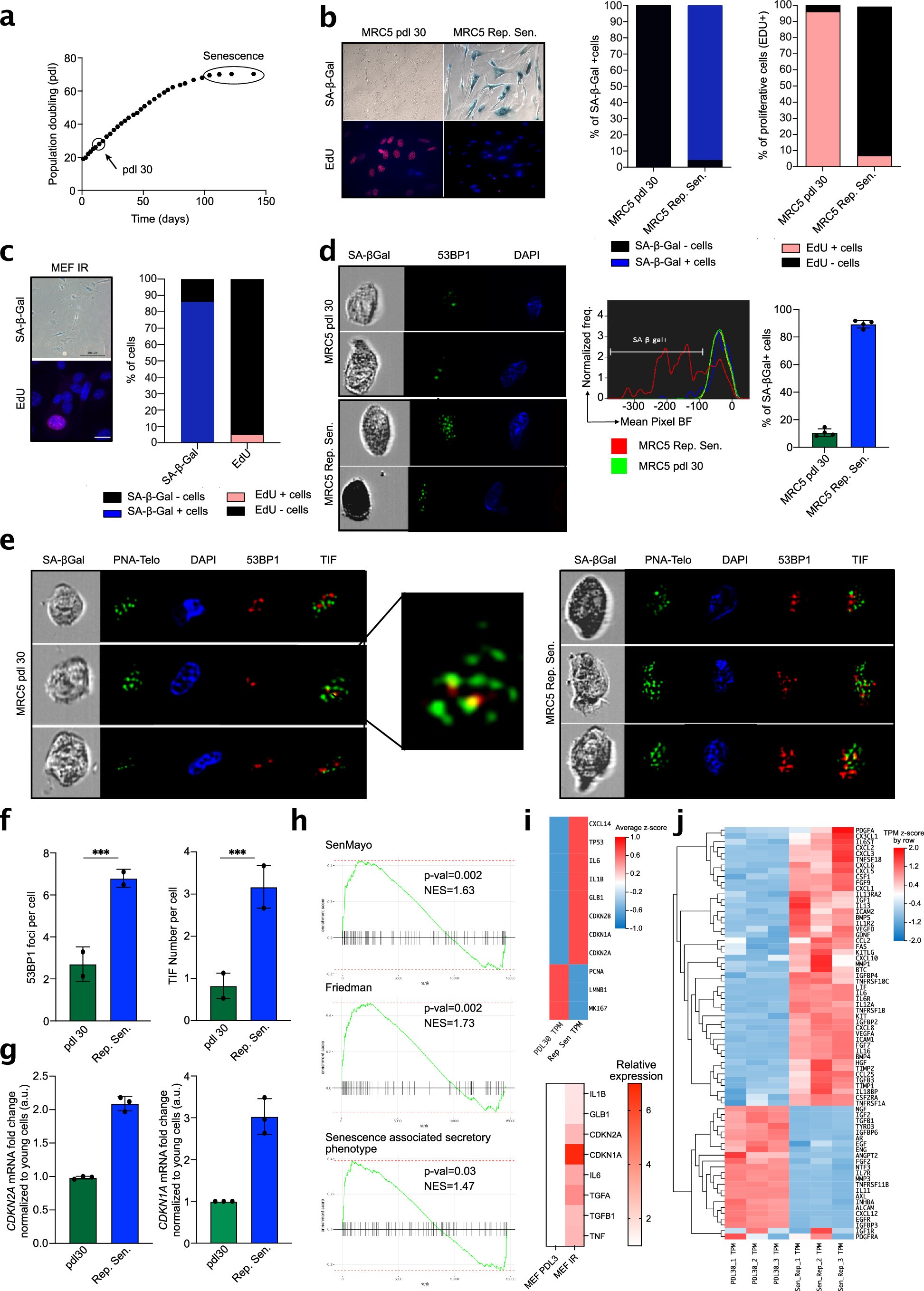 Extended Data Fig. 1: Characterization of MRC5 replicative senescent cells.