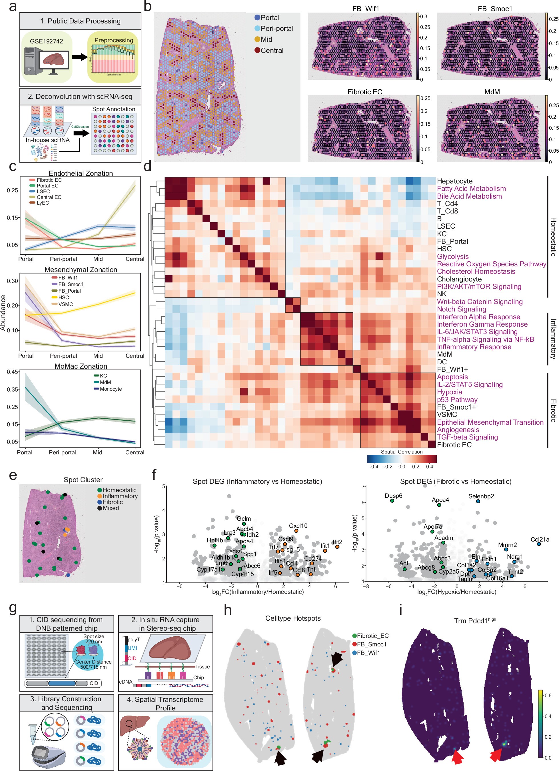 Extended Data Fig. 10: The portal area in the old liver is a patchwork of normal tissue and inflammatory and strongly fibrotic niches, each of which is inhabited by a specific fibroblast subtype.