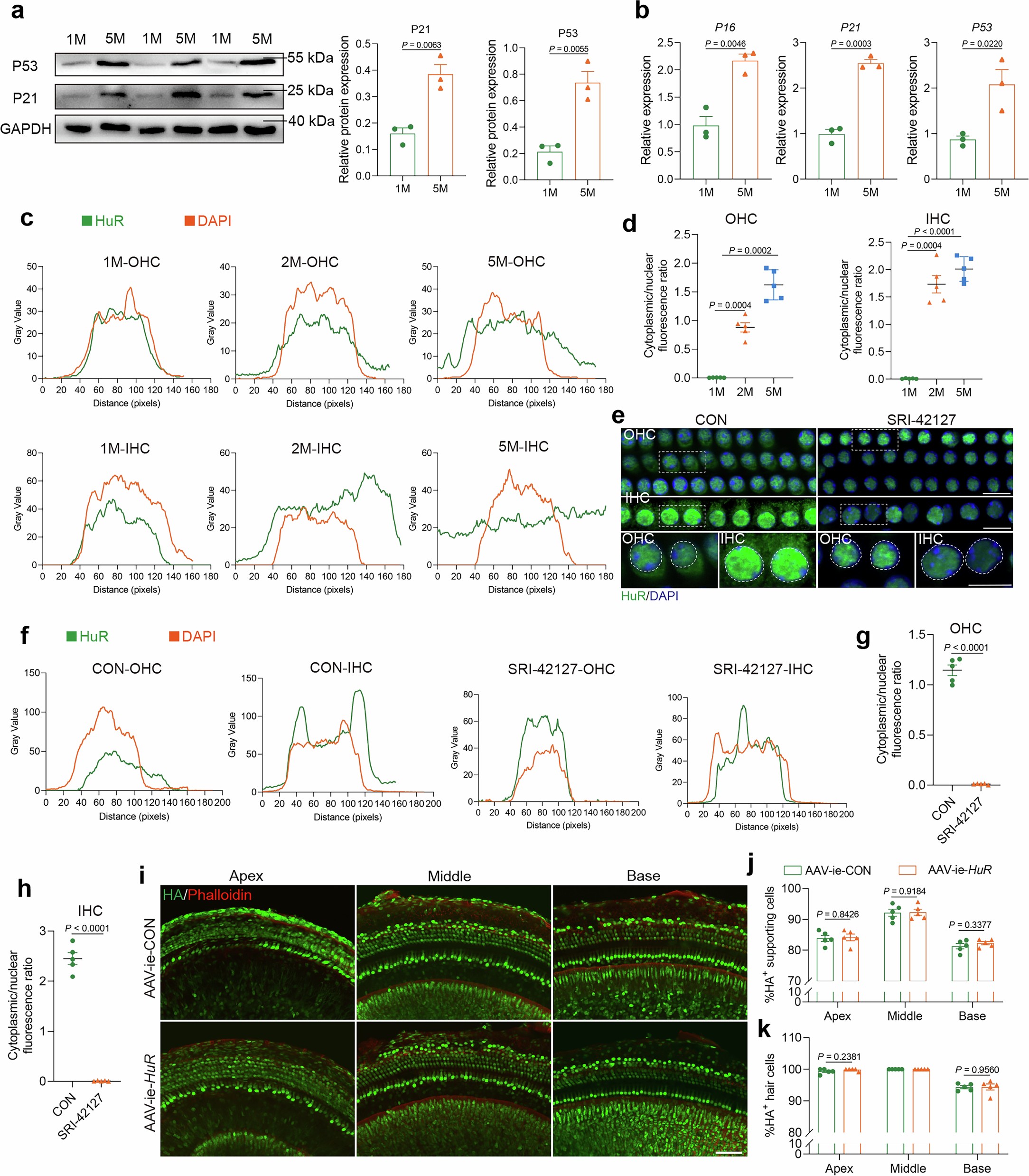 Extended Data Fig. 2: Inhibition of HuR shuttling to the cytoplasm in mouse models and successful overexpression of HuR in hair cells.
