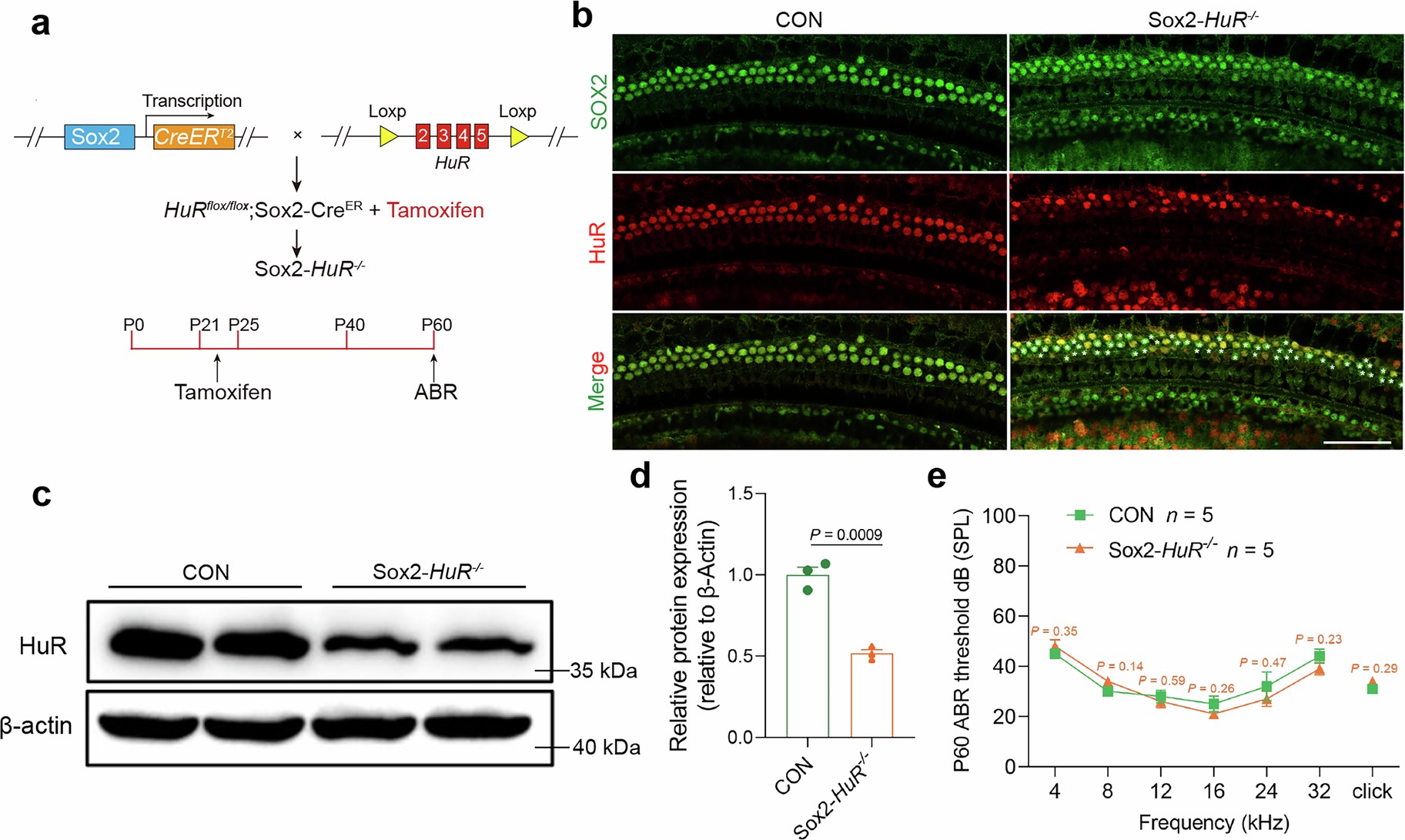 Extended Data Fig. 4: HuR knockout in supporting cochlear cells does not affect hearing.