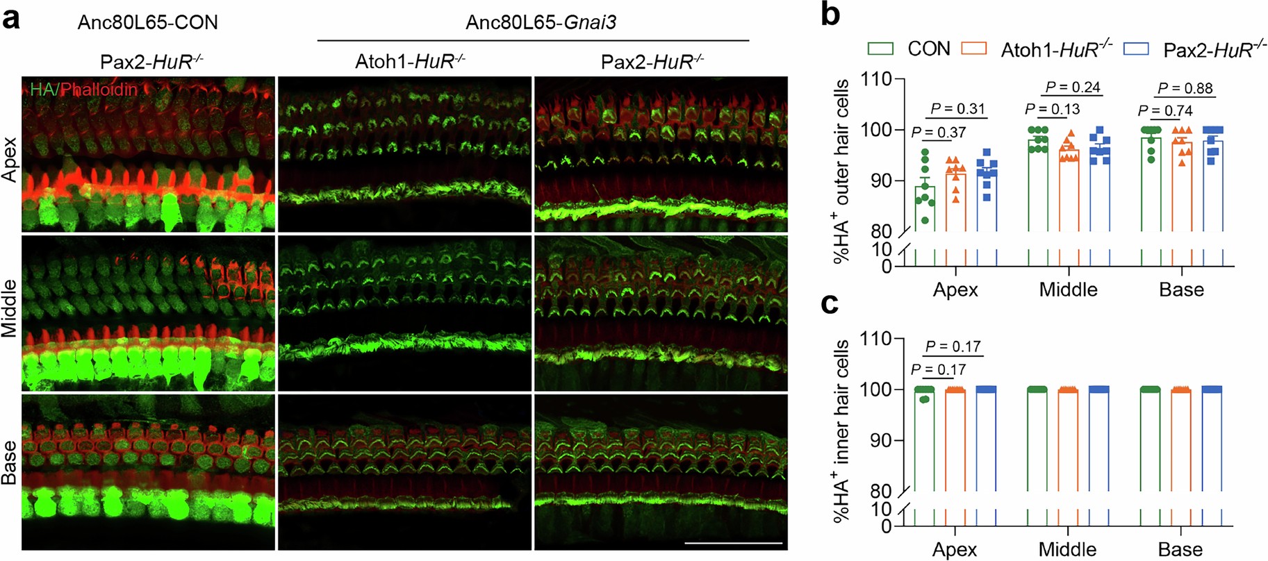 Extended Data Fig. 8: Successful overexpression of Gnai3 in HuR-deficient mouse models.