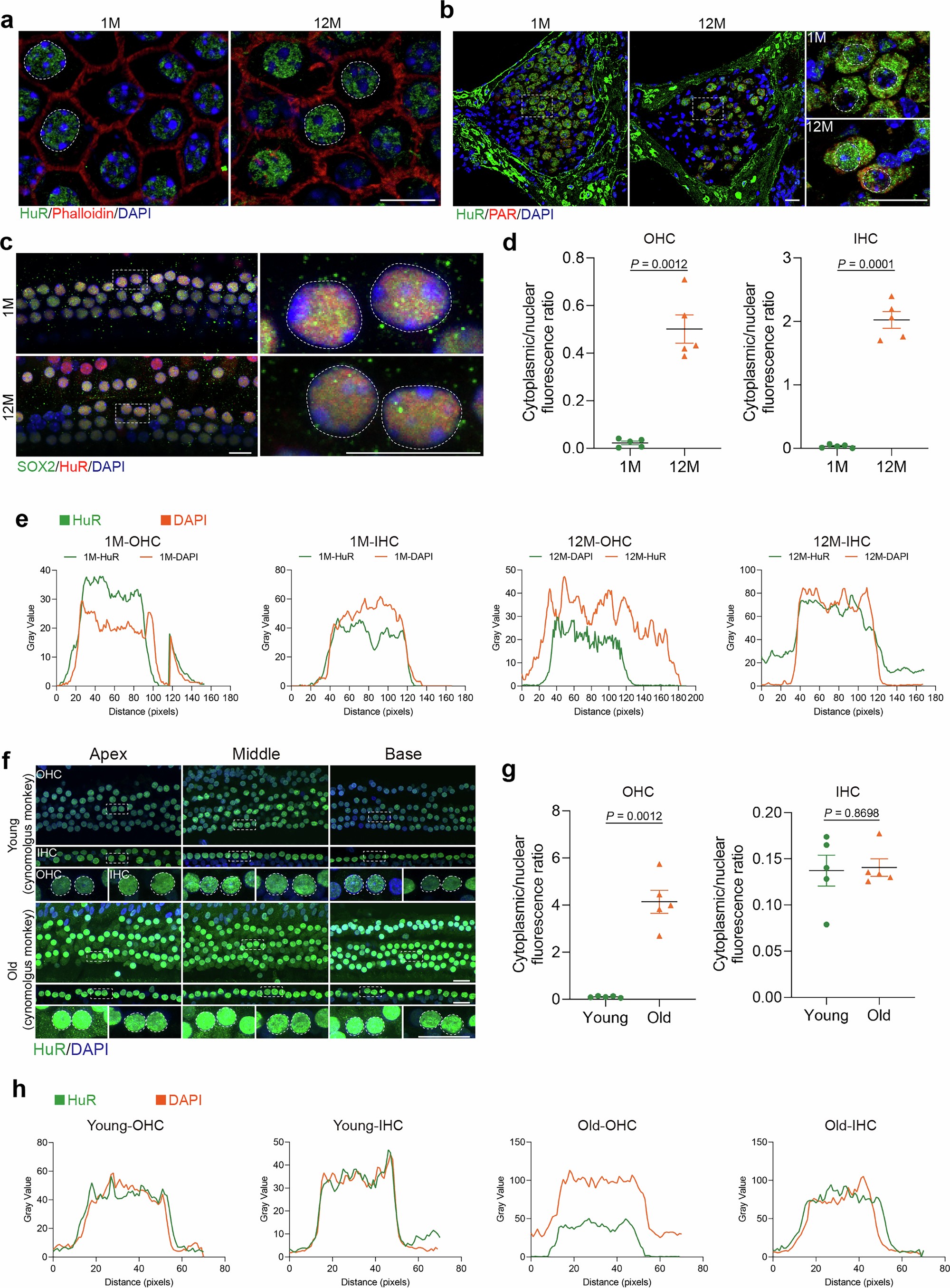Extended Data Fig. 1: Quantitative analysis of HuR protein expression in the cochlear HCs of young and aged mice and Macaca fascicularis.
