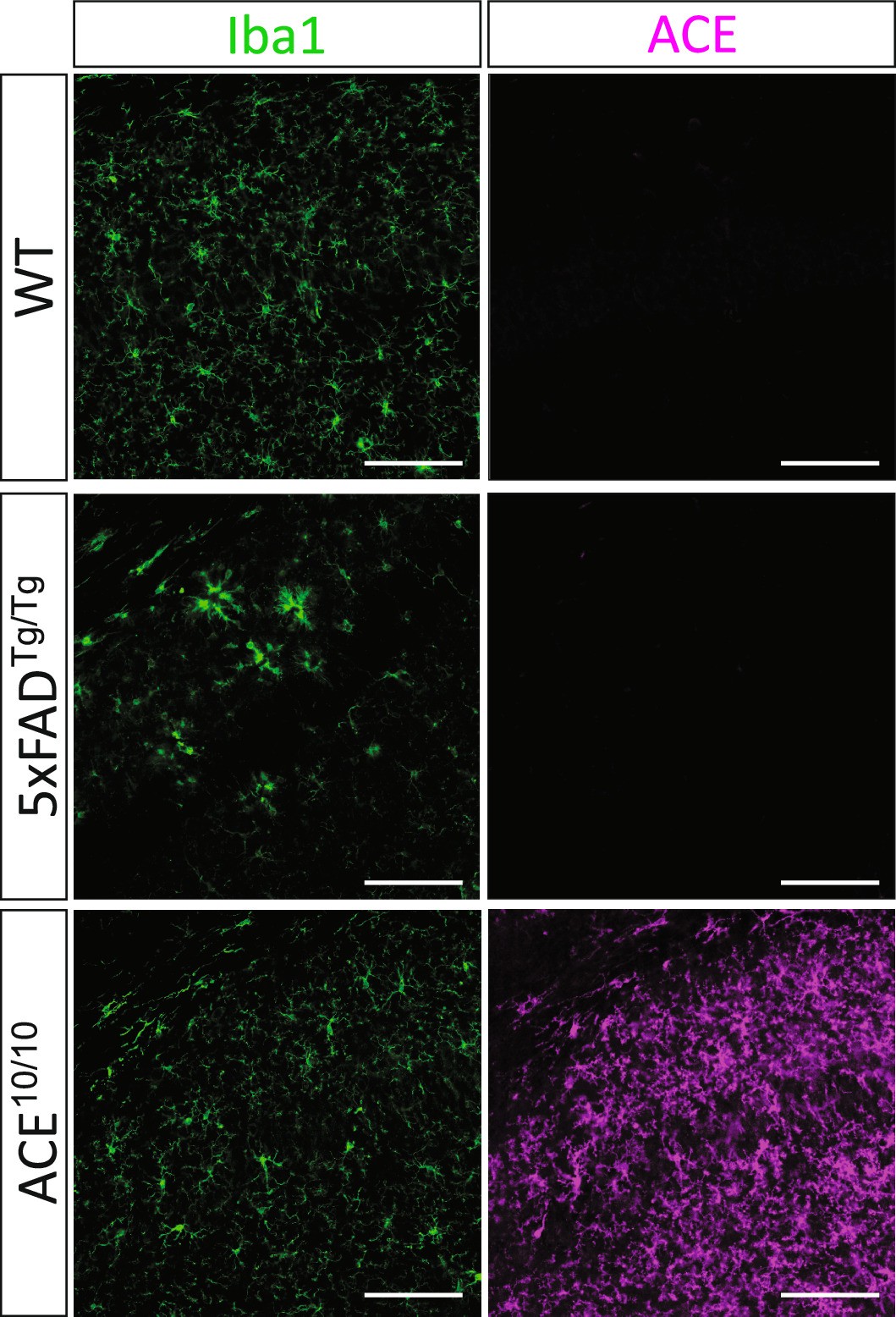 Extended Data Fig. 1