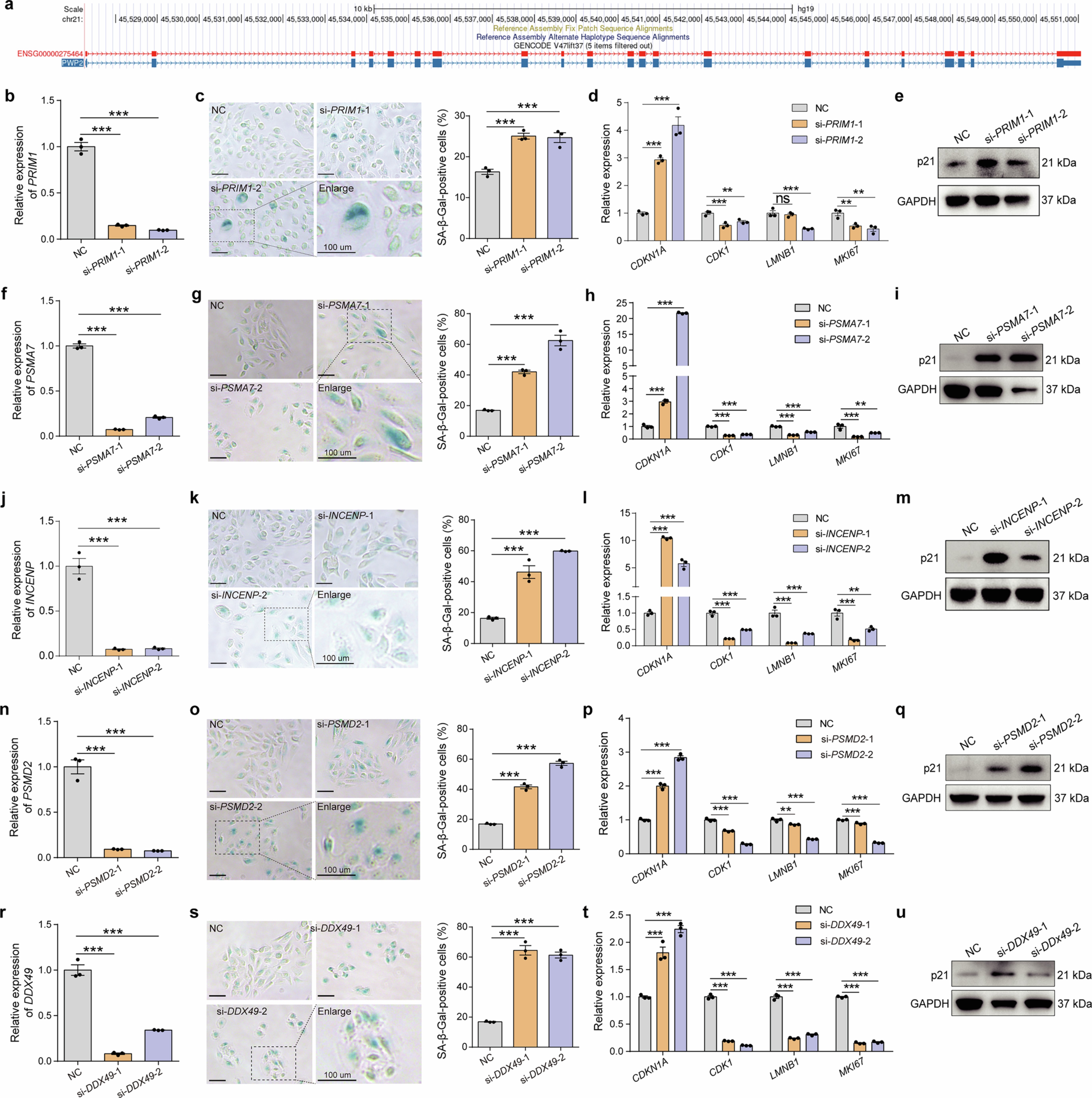 Extended Data Fig. 4: hUSI revealed potential senescence regulators.