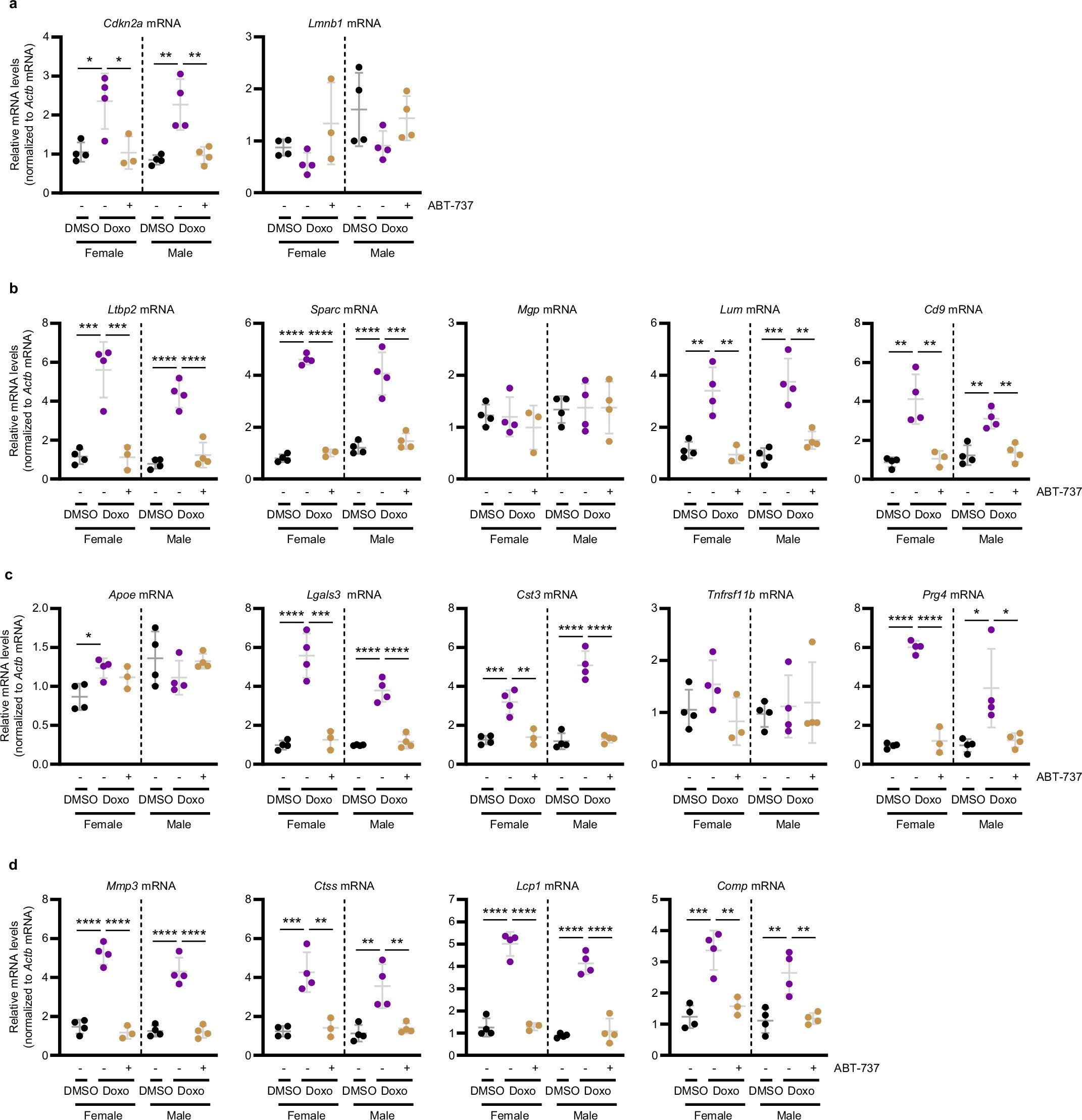 Extended Data Fig. 7: Doxorubicin-induced cellular senescence in wild type mice.