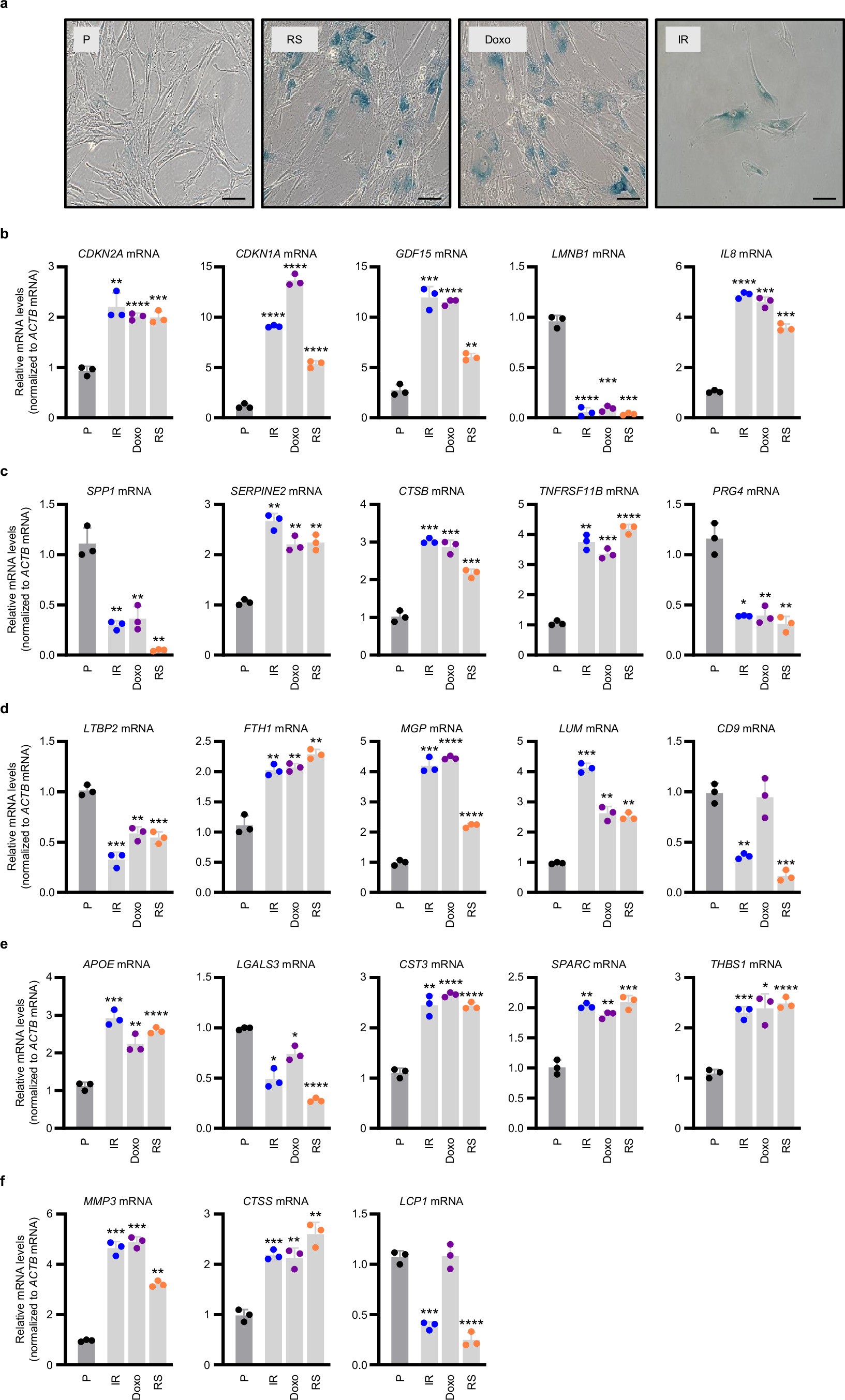 Extended Data Fig. 9: Human WI-38 fibroblast senescence validation.