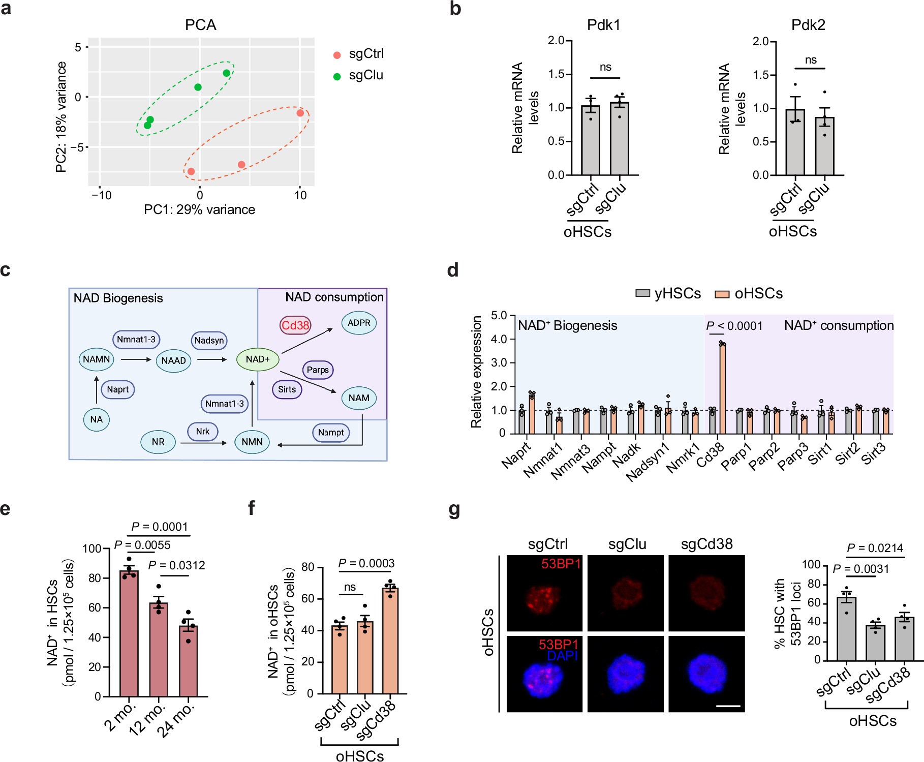 Extended Data Fig. 4: Clu and Cd38 knockout regulate mitochondria function in aged HSCs.