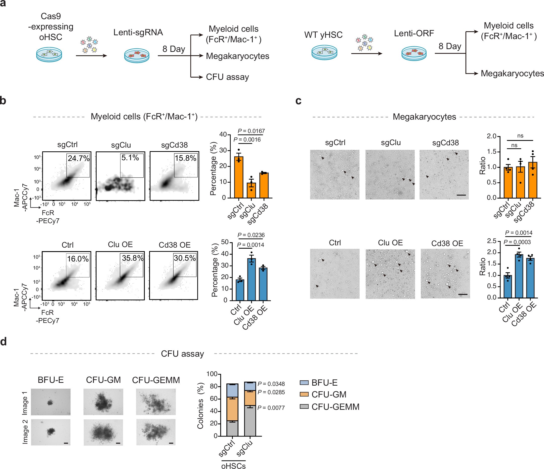Extended Data Fig. 2: Manipulation of Clu or Cd38 levels in HSCs affect differentiation of HSCs in vitro.