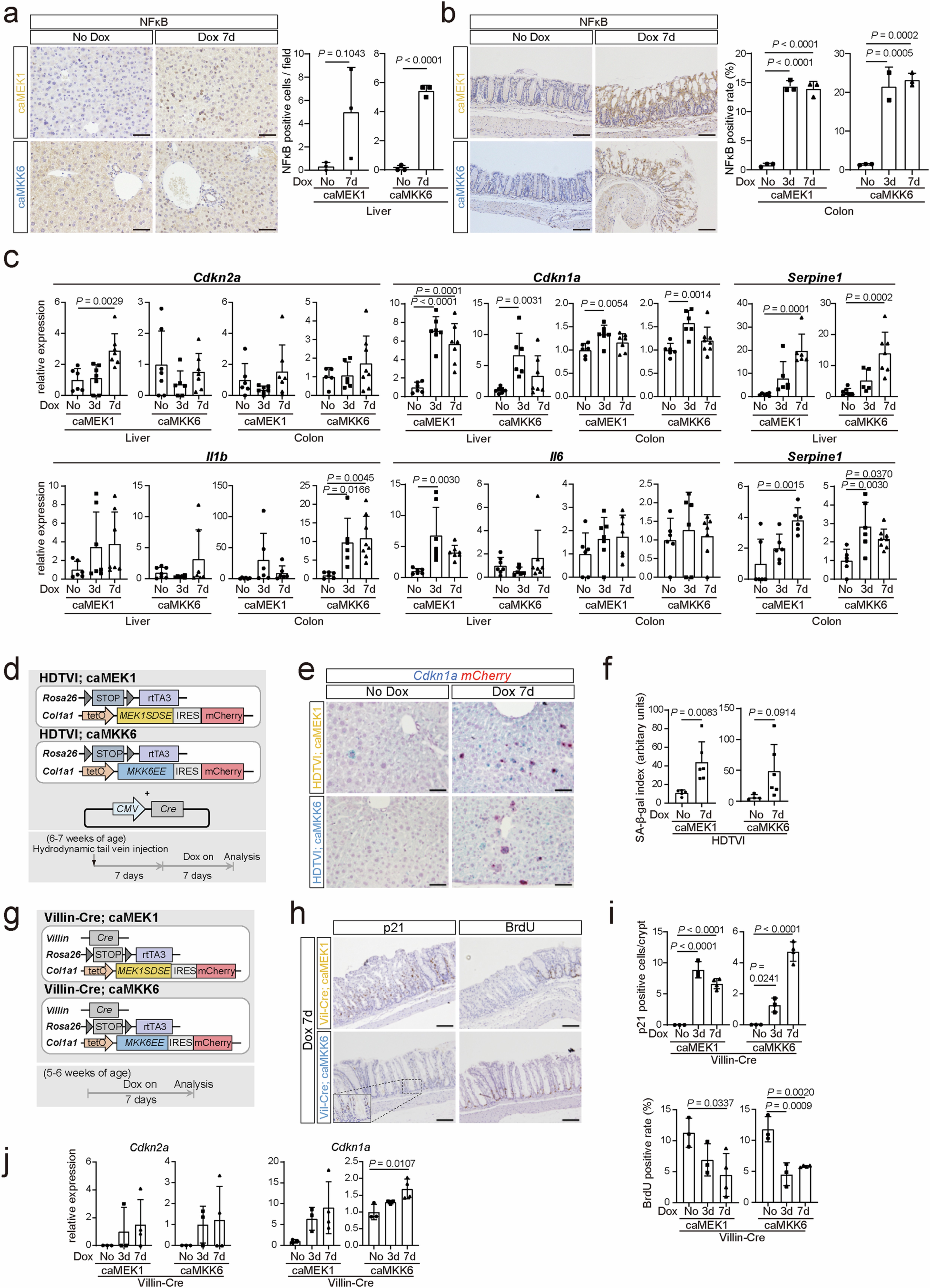 Extended Data Fig. 3: caMEK1 and caMKK6 induced senescence in vivo.