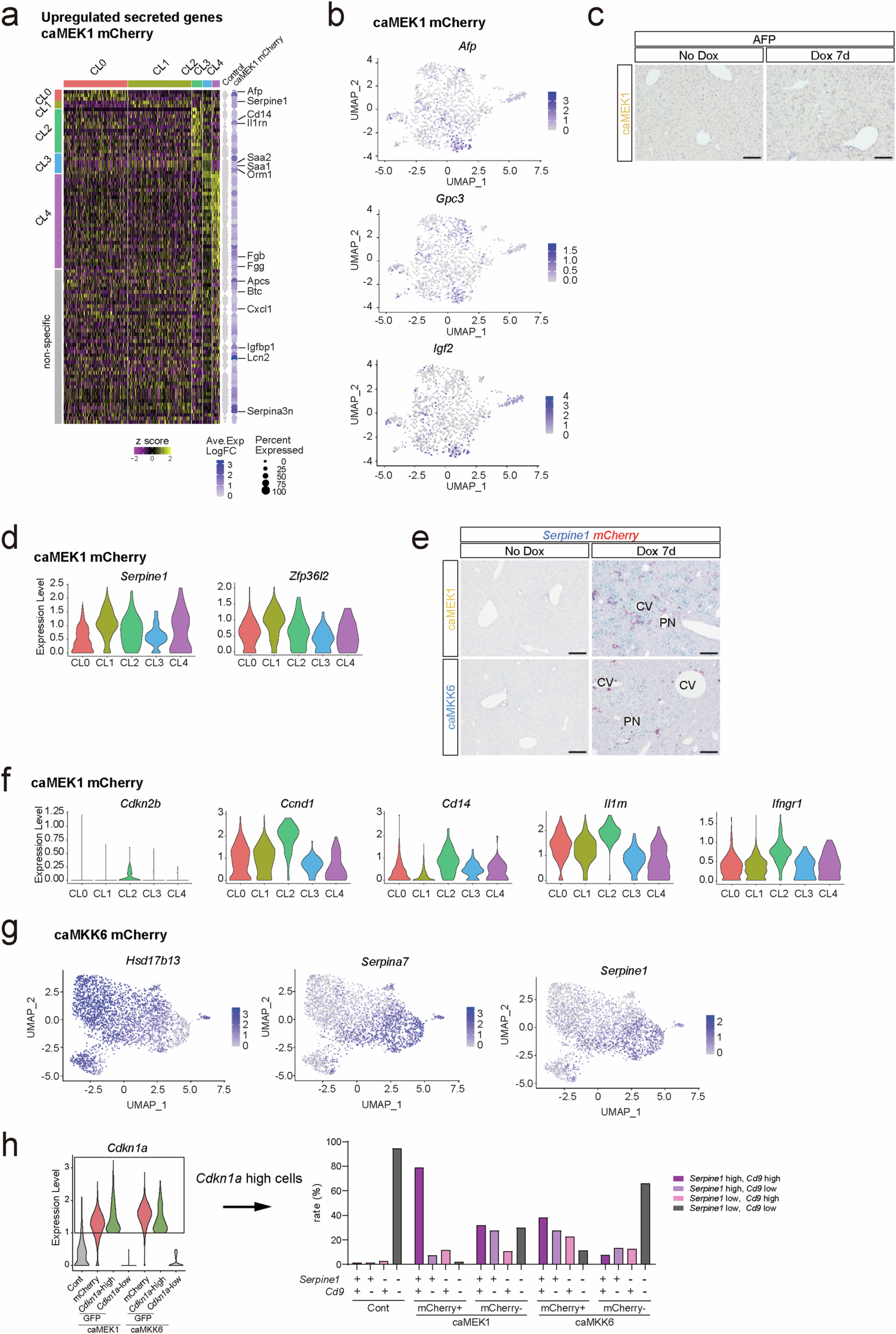 Extended Data Fig. 7: caMEK1 and caMKK6 liver demonstrated heterogeneity at the single-cell level.