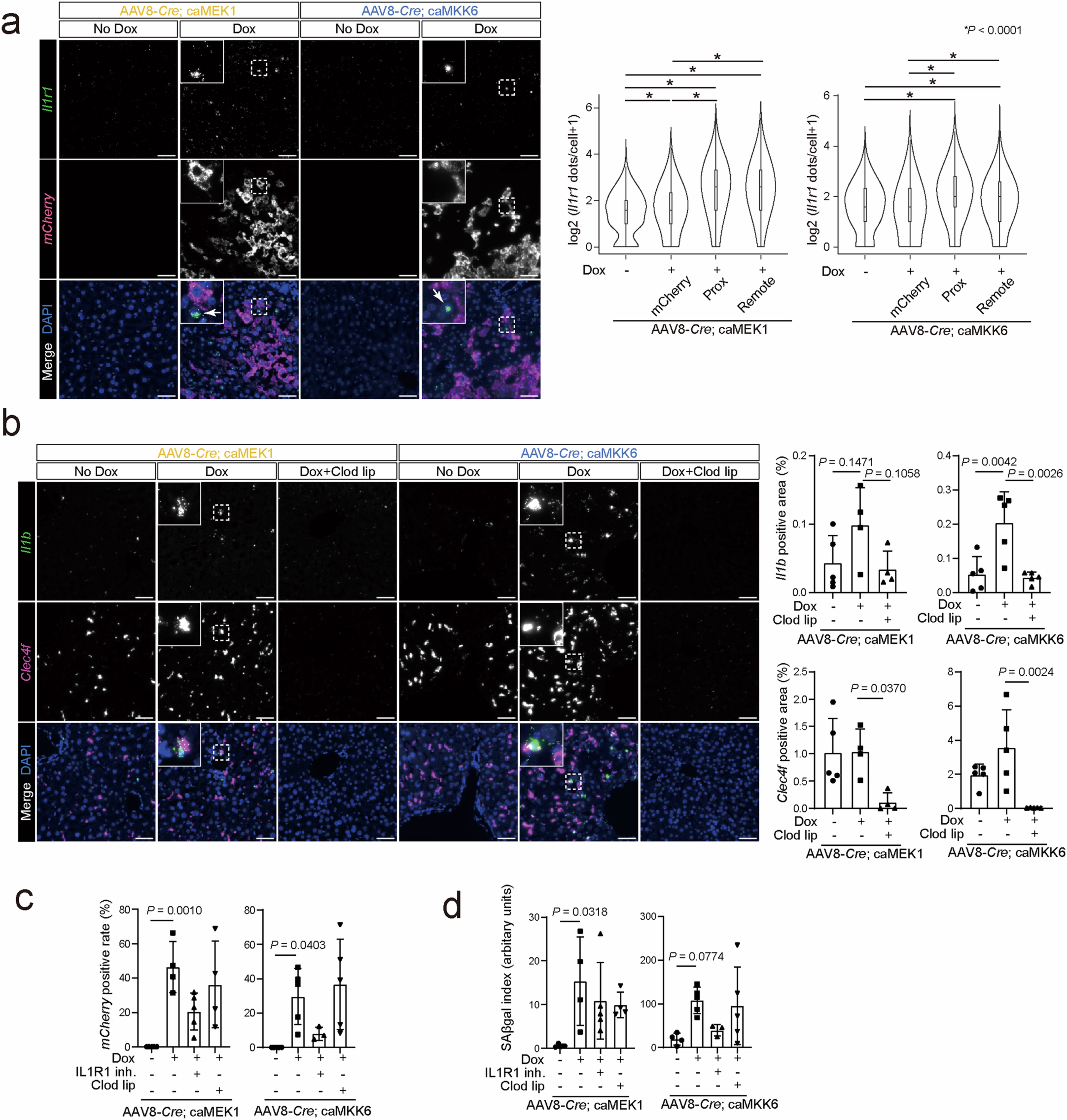 Extended Data Fig. 9: IL1 mediates secondary senescence.