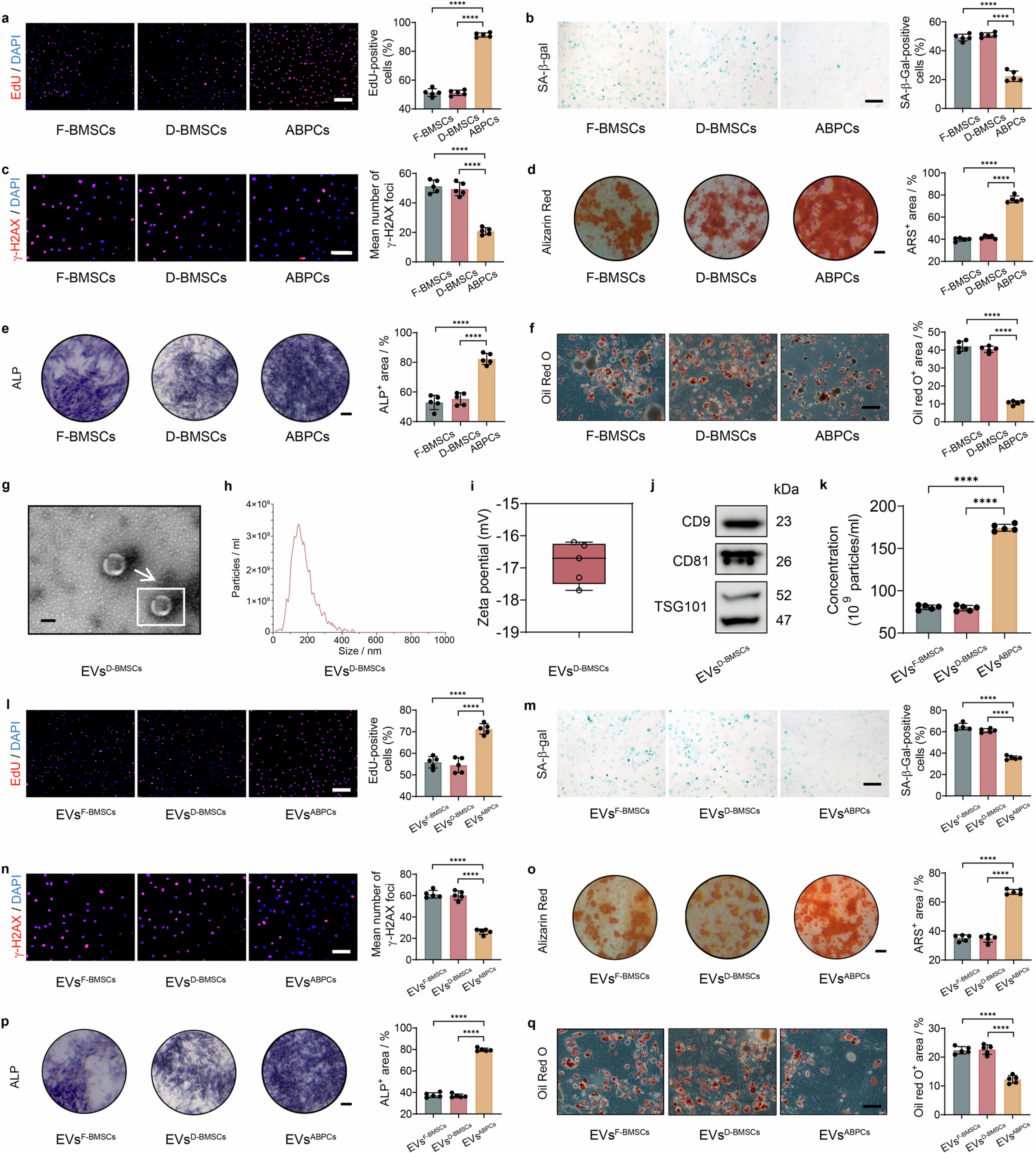 Extended Data Fig. 2: D-BMSCs and EVsD-BMSCs demonstrate similar rejuvenating capabilities compared to F-BMSCs and EVsF-BMSCs.