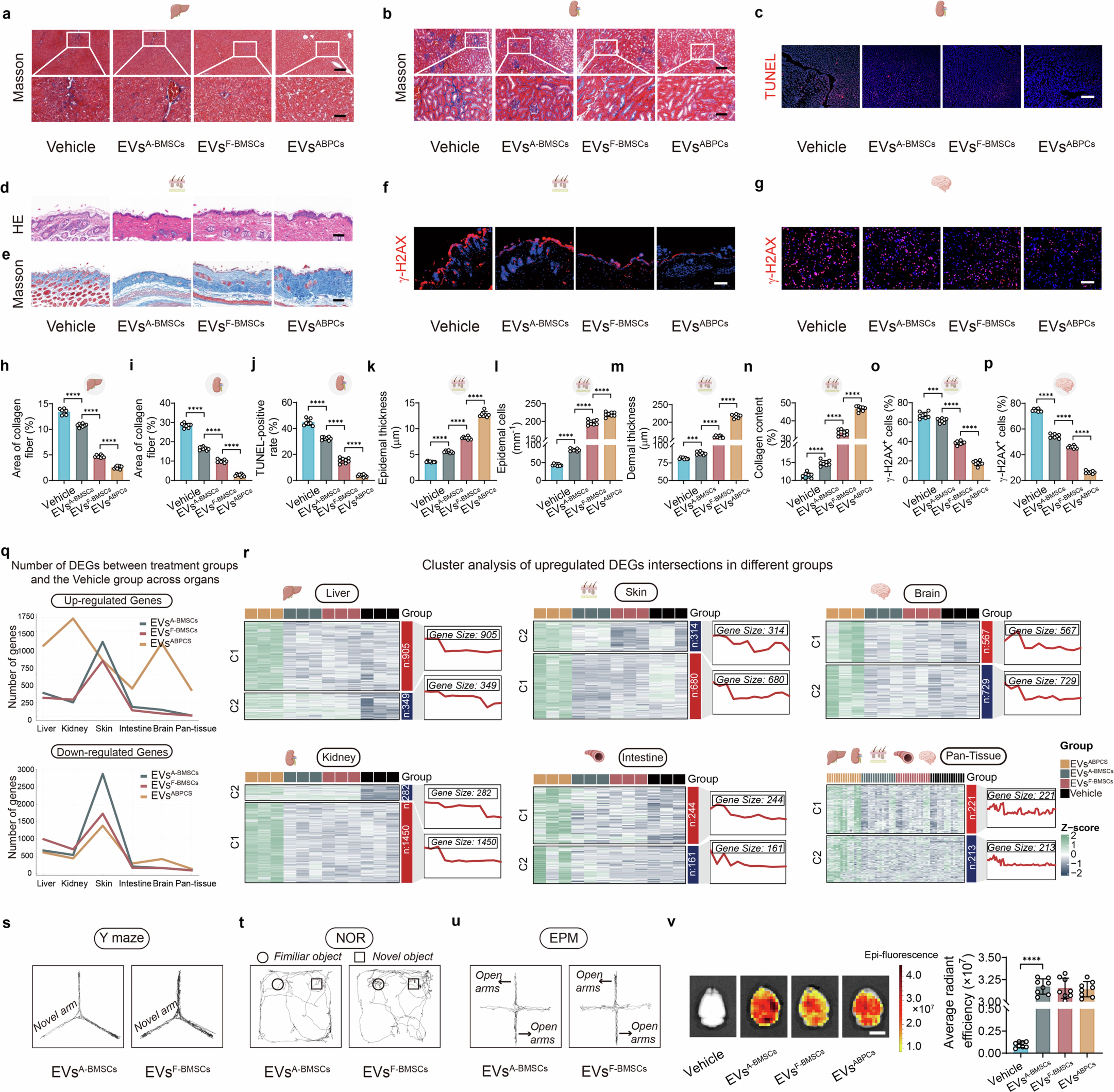 Extended Data Fig. 6: The effects of EVsABPCs mitigate organ senescence in aged mice.