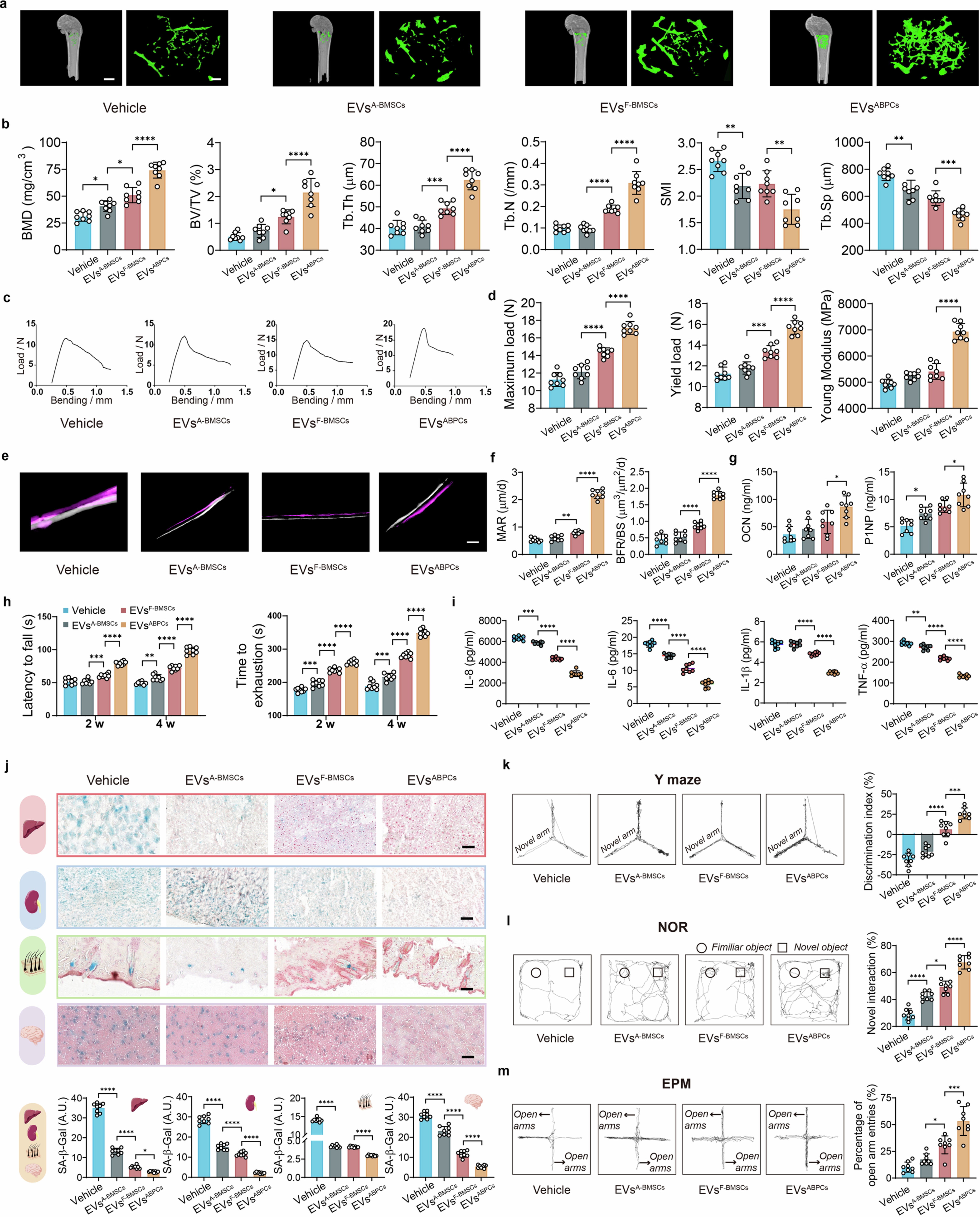 Extended Data Fig. 7: EVsABPCs rescue multiple age-associated phenotypes in aged female mice.