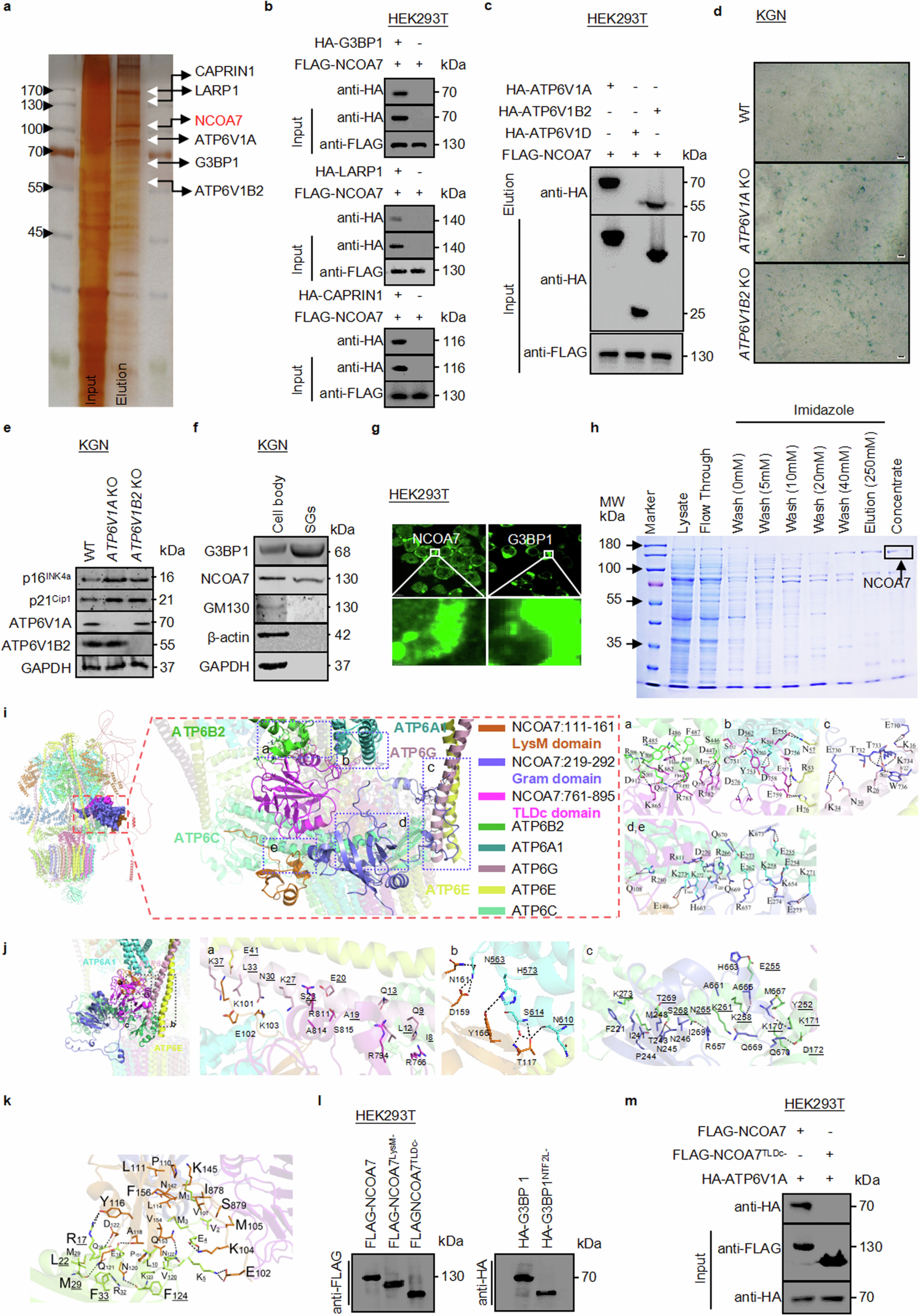 Extended Data Fig. 5: NCOA7 interacts with SG components.