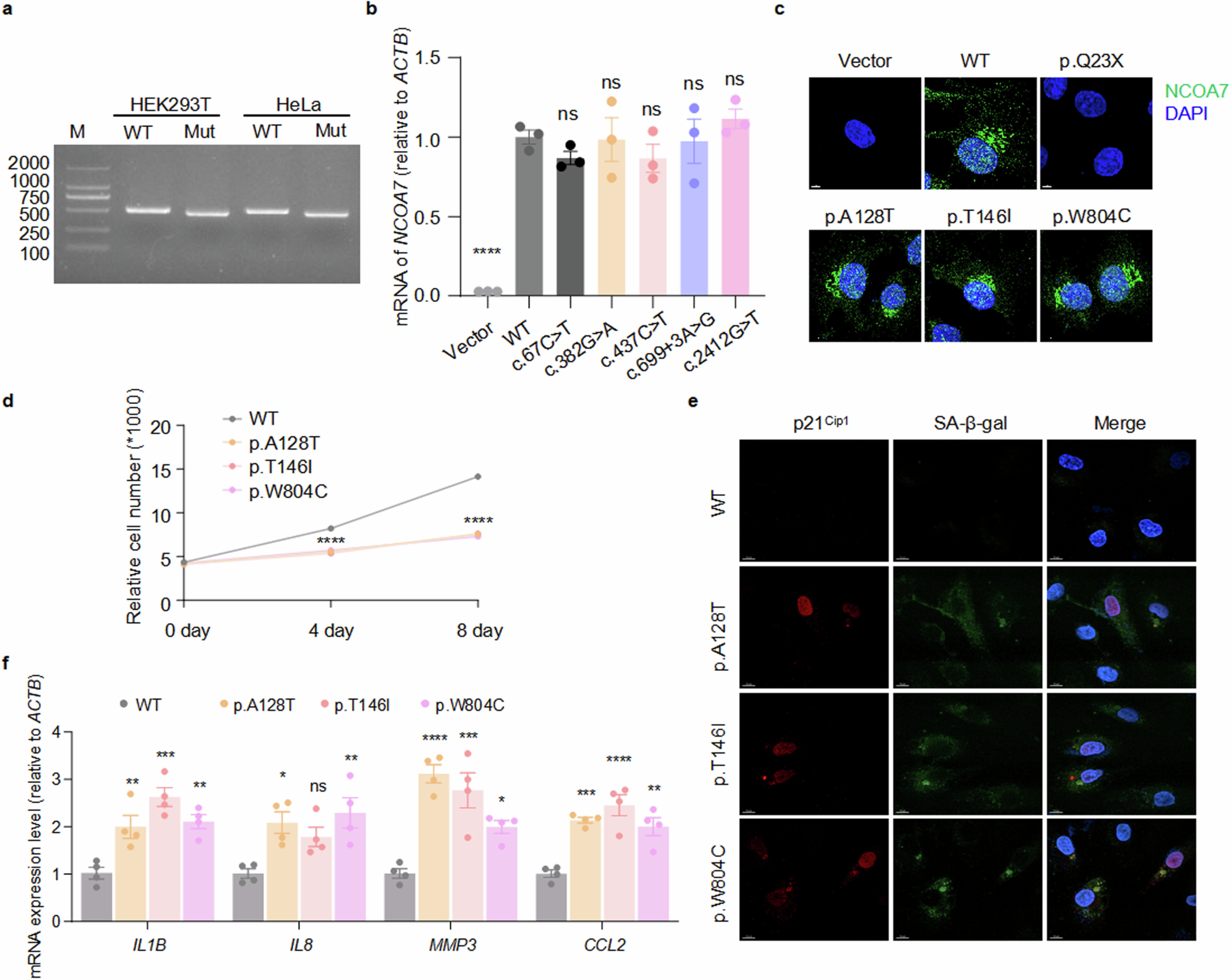 Extended Data Fig. 1: NCOA7 mutants associated with GC senescence.