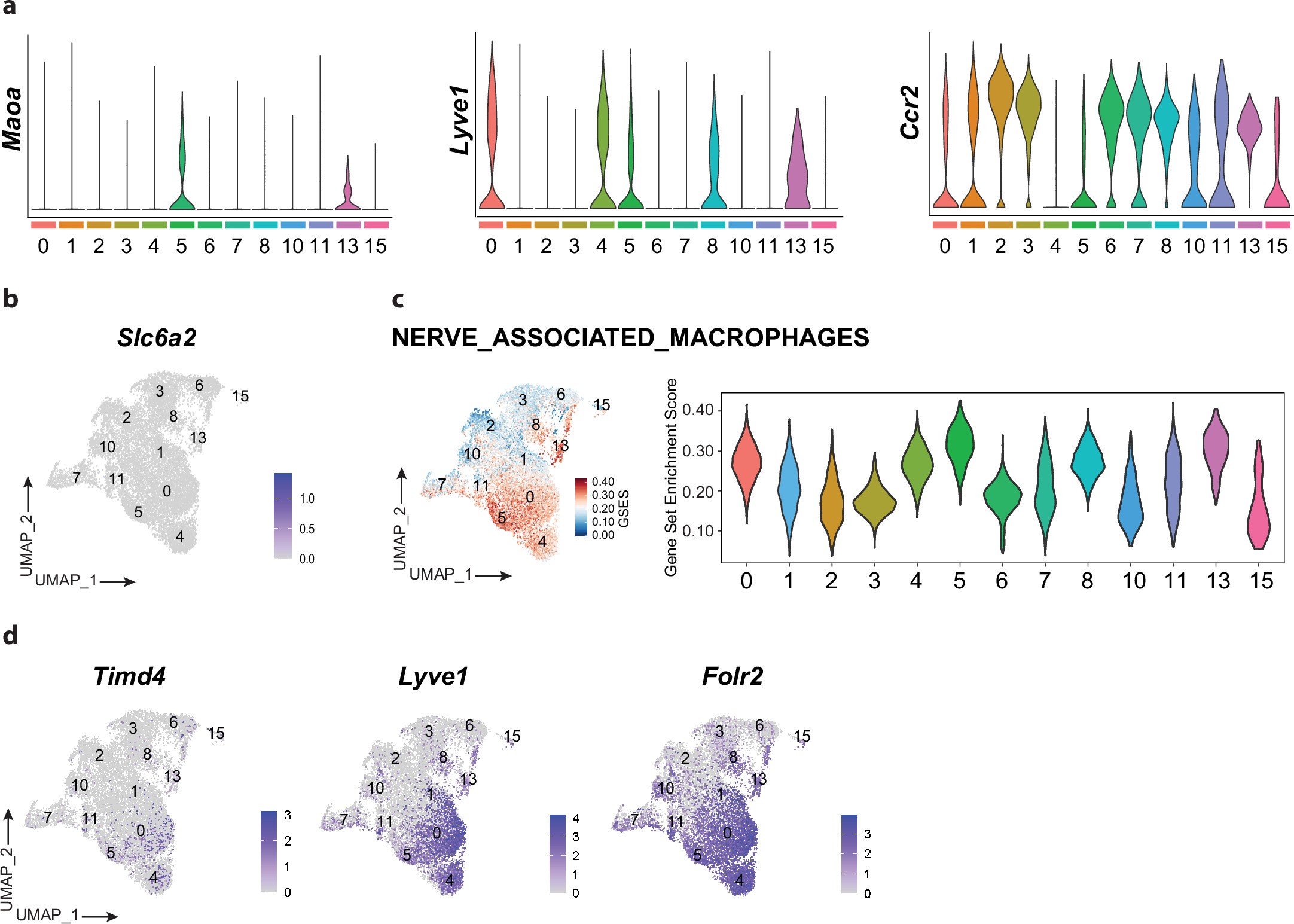 Extended Data Fig. 4: Cluster 5 represents bona fide nerve-associated macrophages in adipose tissue.