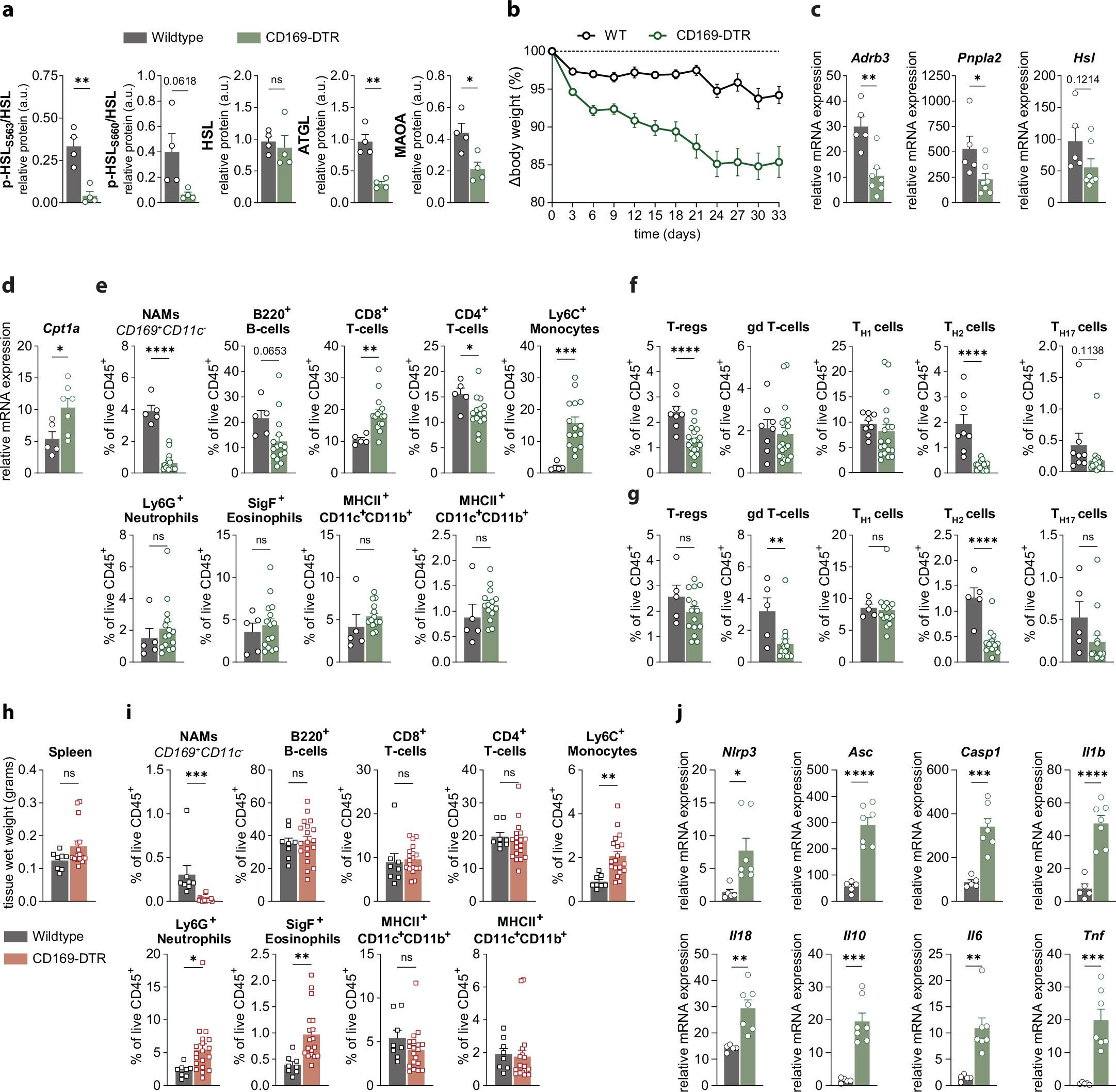 Extended Data Fig. 10: Chronic CD169+ NAM depletion impairs lipolysis and promotes fatty acid oxidation during aging.