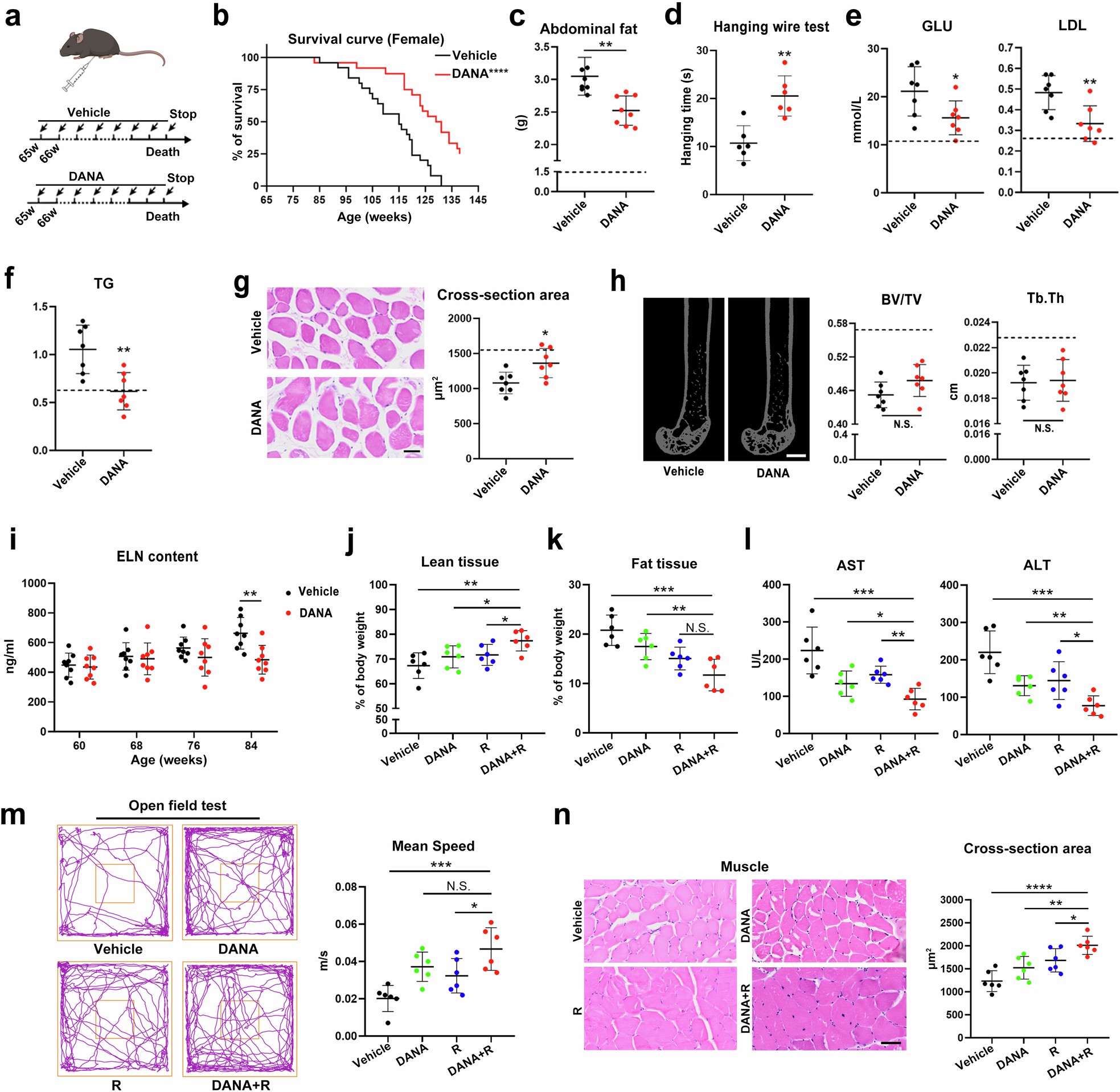 Extended Data Fig. 9: DANA monotherapy or combined with Rapamycin alleviates aging in naturally-aged mice.