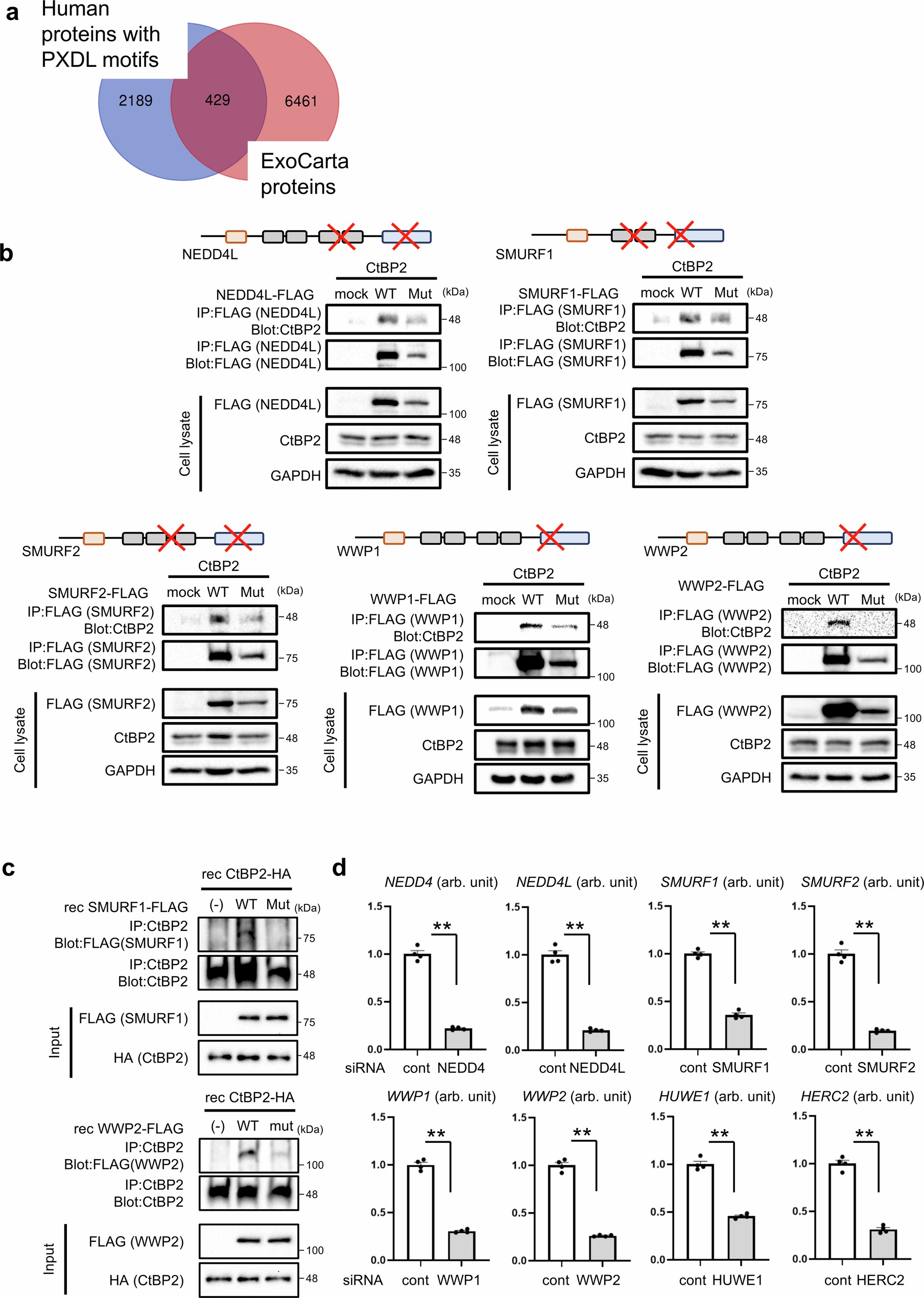 Extended Data Fig. 2: CtBP2 interacts with HECT ligases to be monoubiquitinated, a sorting signal for the exosome secretion pathway.