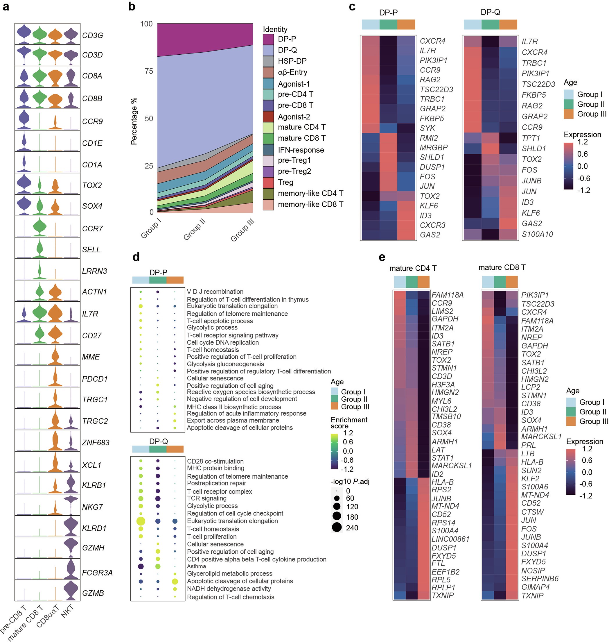 Extended Data Fig. 3: Aged-related genes and pathways in DP to SP cells.