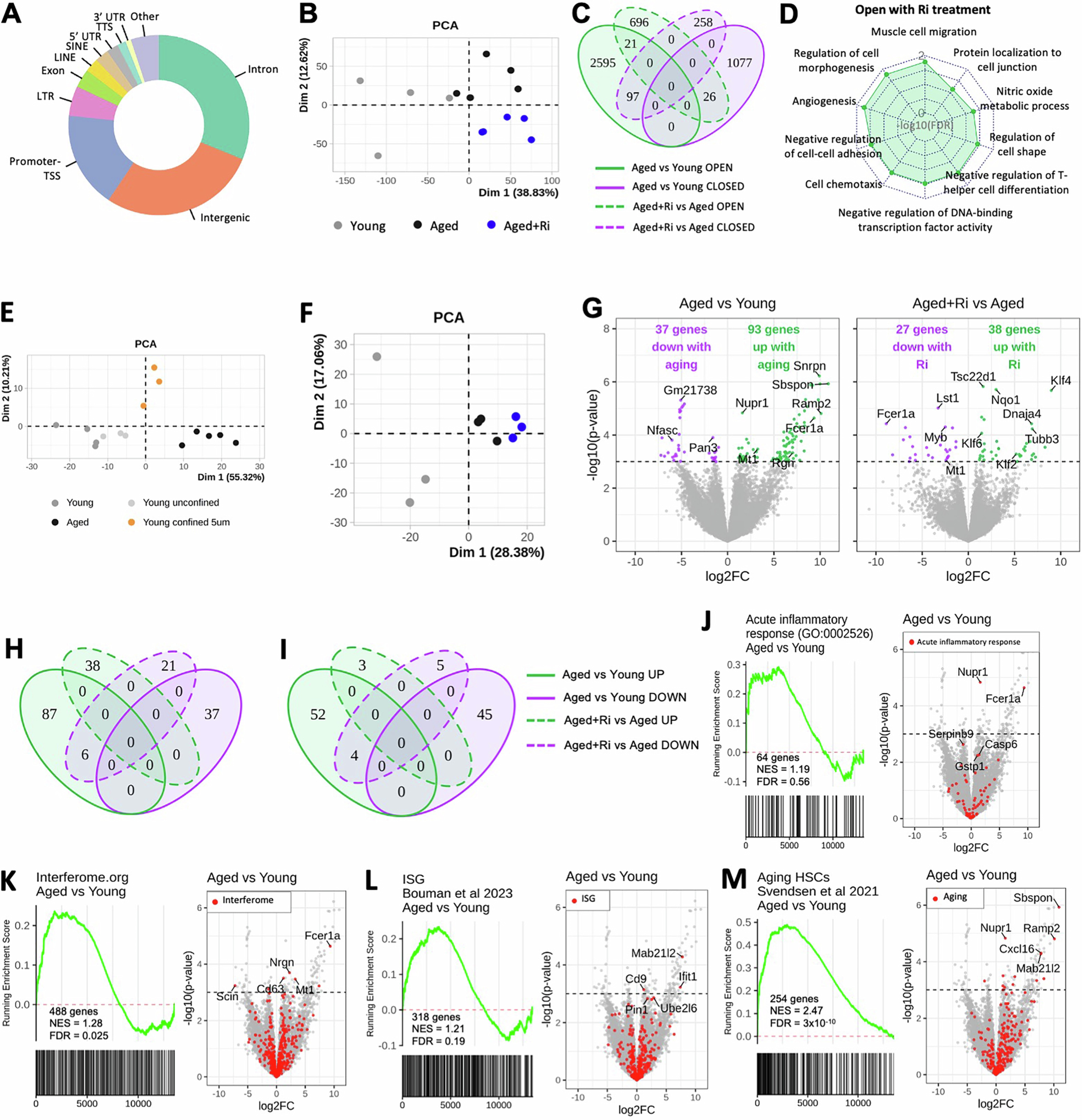 Extended Data Fig. 5: Transcriptional and chromatin accessibility changes in aged HSCs.