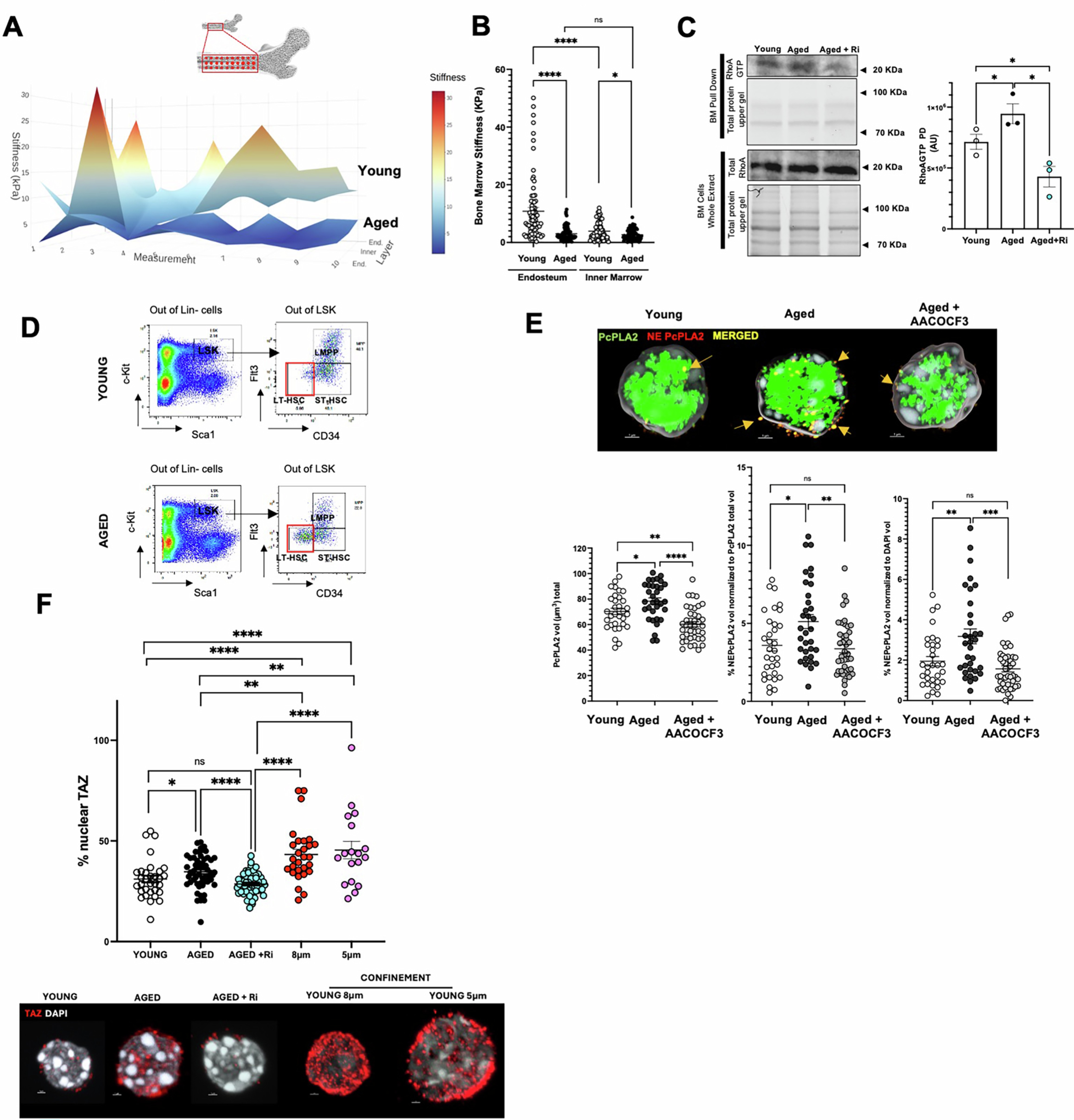 Extended Data Fig. 2: NE tension and nuclear translocation of TAZ are increased in aged HSCs.
